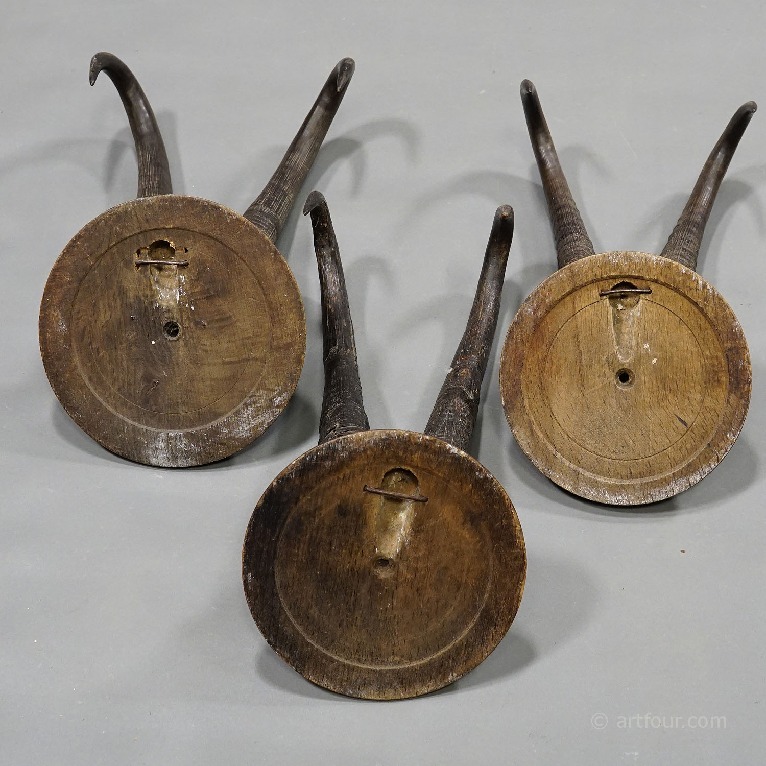 Six Large Chamois Trophies on Wooden Plaques Germany ca. 1900s