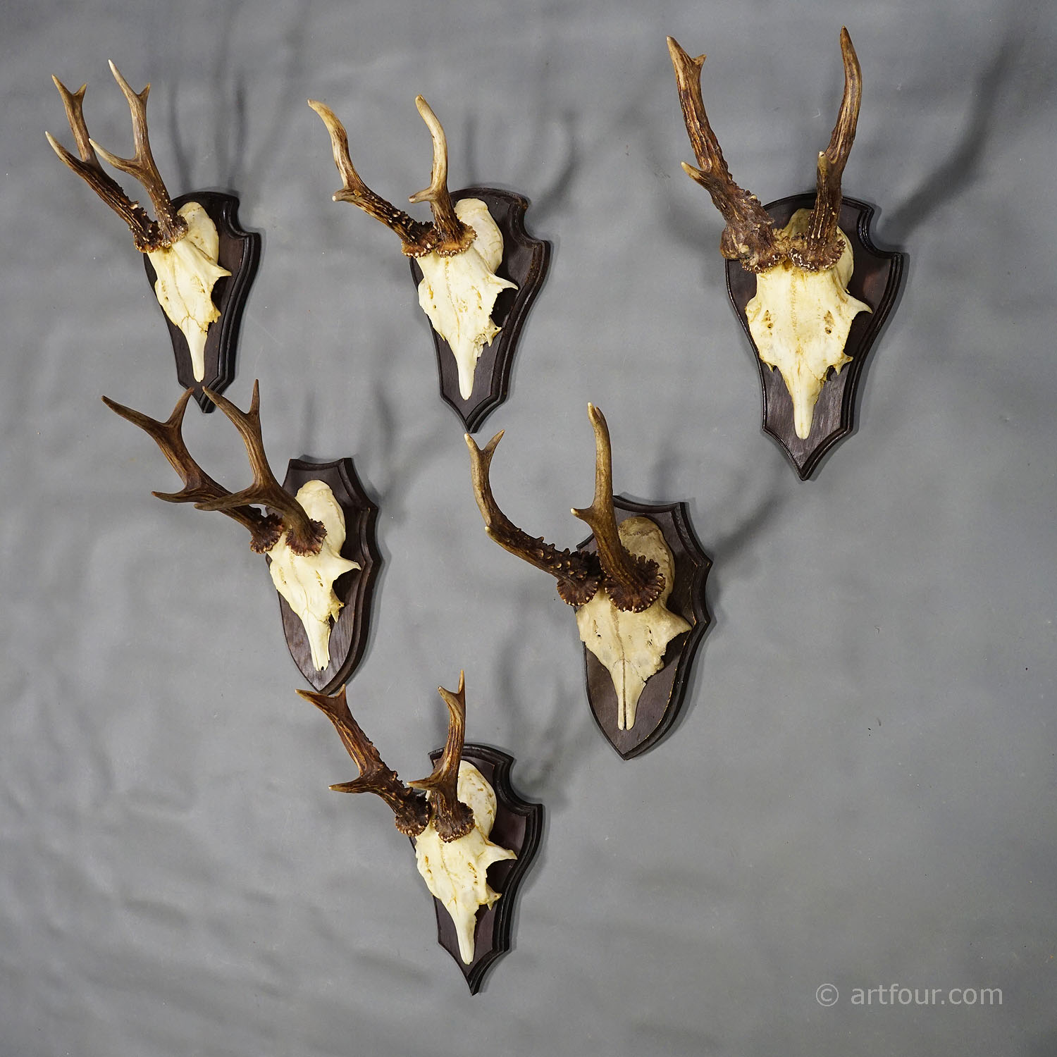 Six Large Vintage Deer Trophies on Wooden Plaques Germany ca. 1970s - 80s