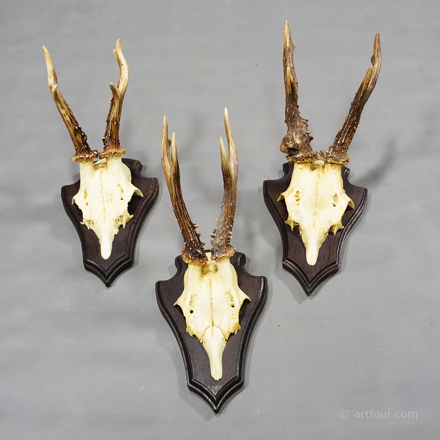 Six Large Vintage Deer Trophies on Wooden Plaques Germany ca. 1970s - 80s