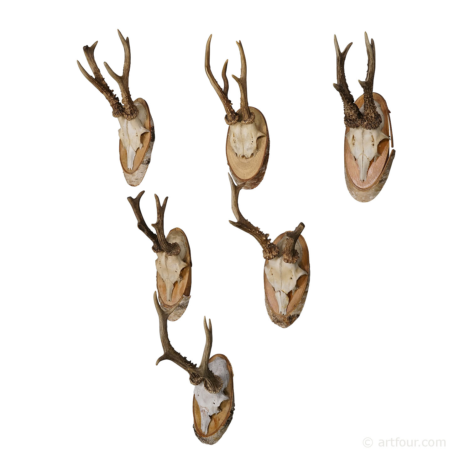 Six Large Vintage Roe Deer Trophies on Birch Wood Plaques Germany ca. 1950s 
