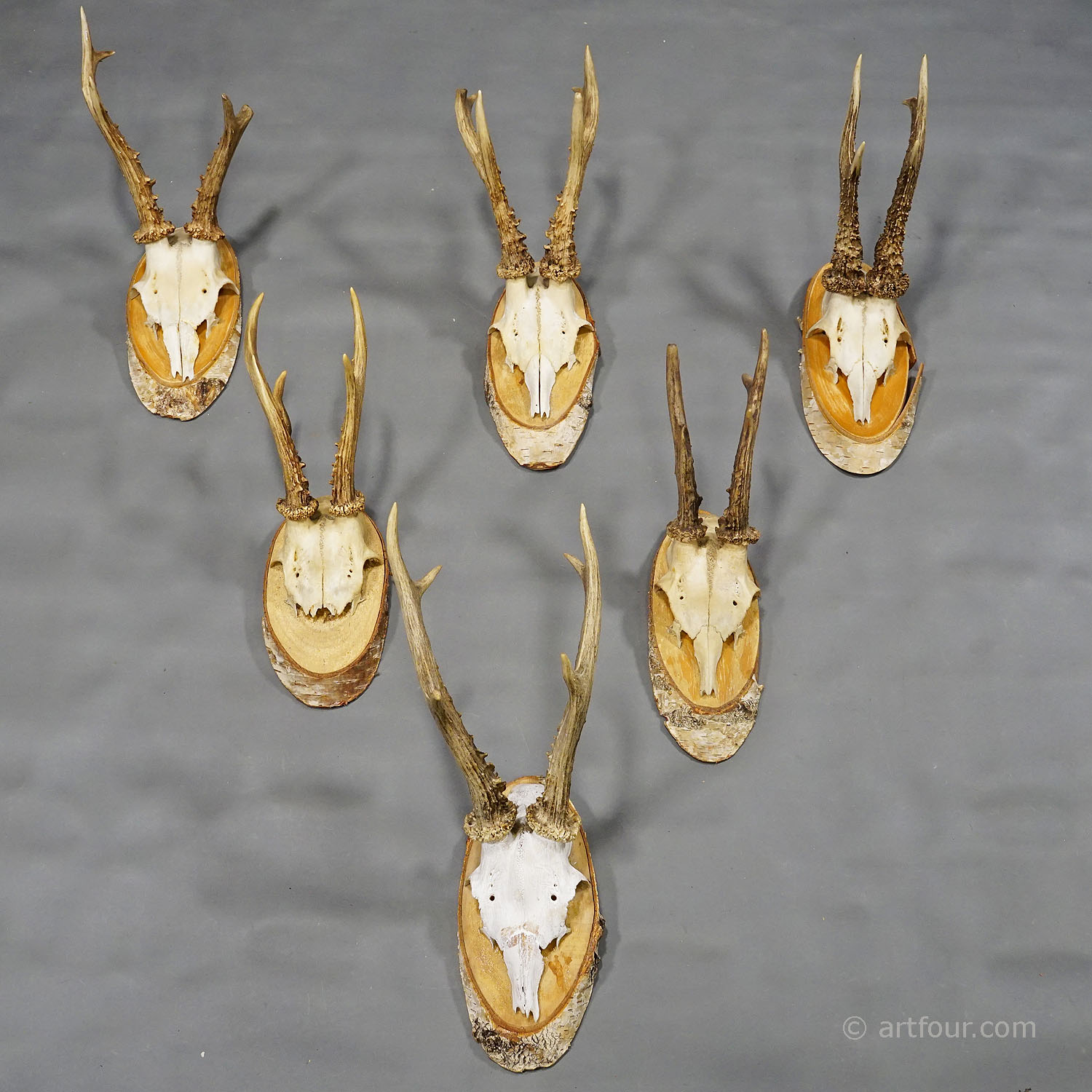 Six Large Vintage Deer Trophies on Birch Wood Plaques Germany ca. 1950s 