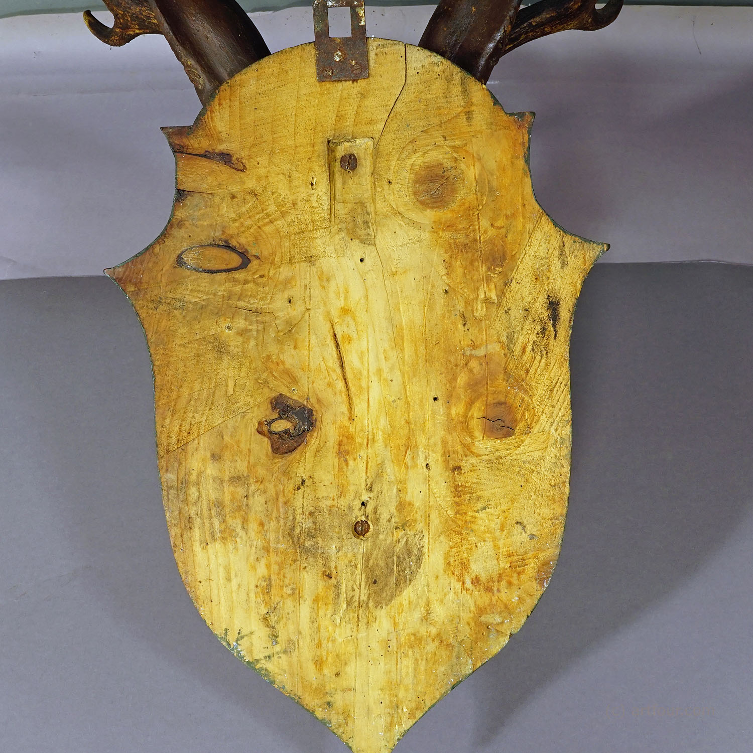 Large Naturalistic Black Forest Carved Fallow Deer Head, ca. 1910
