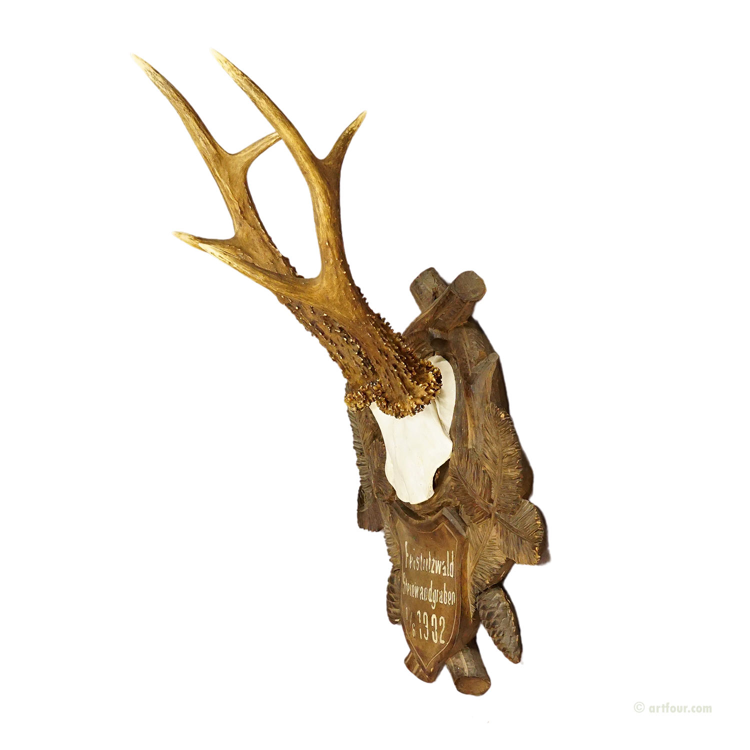 Great Deer Trophy Mount on Wooden Carved Plaque 1902