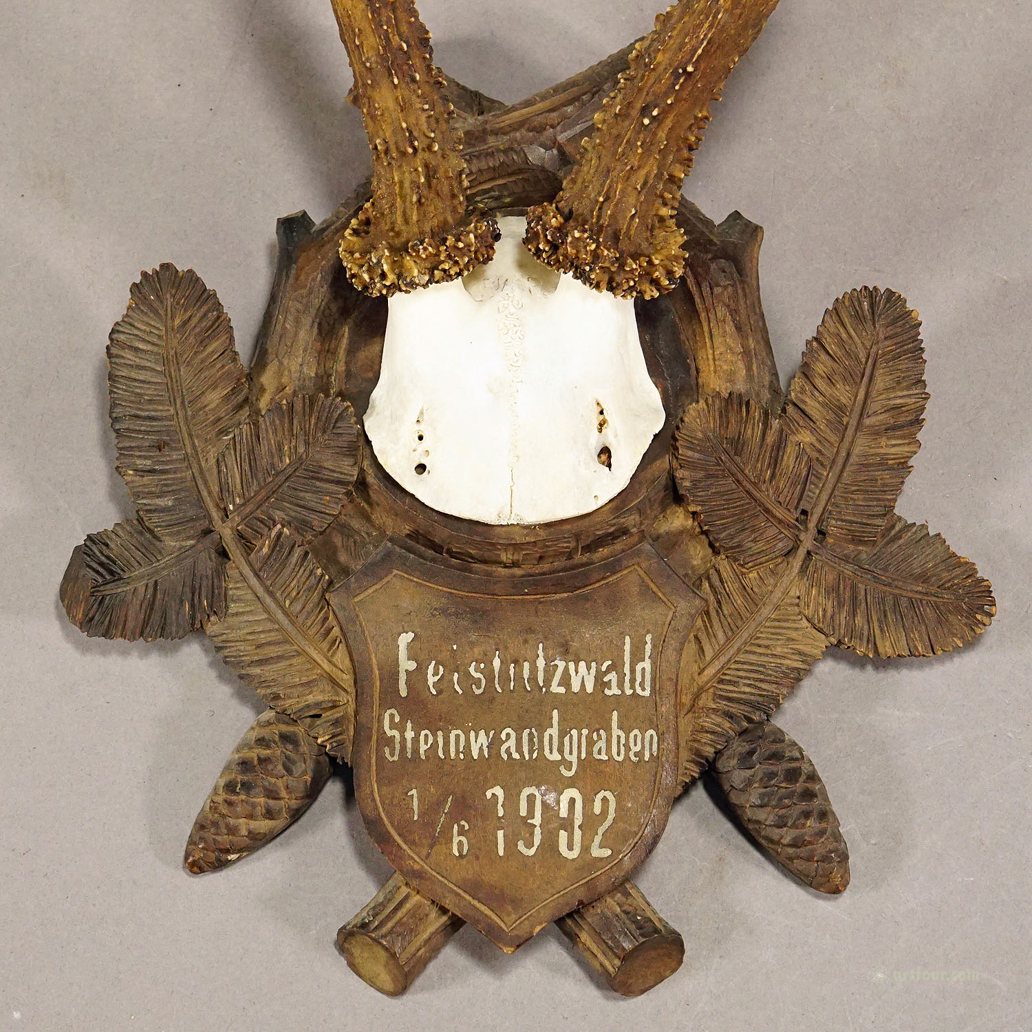 Great Roe Deer Trophy Mount on Wooden Carved Plaque 1902