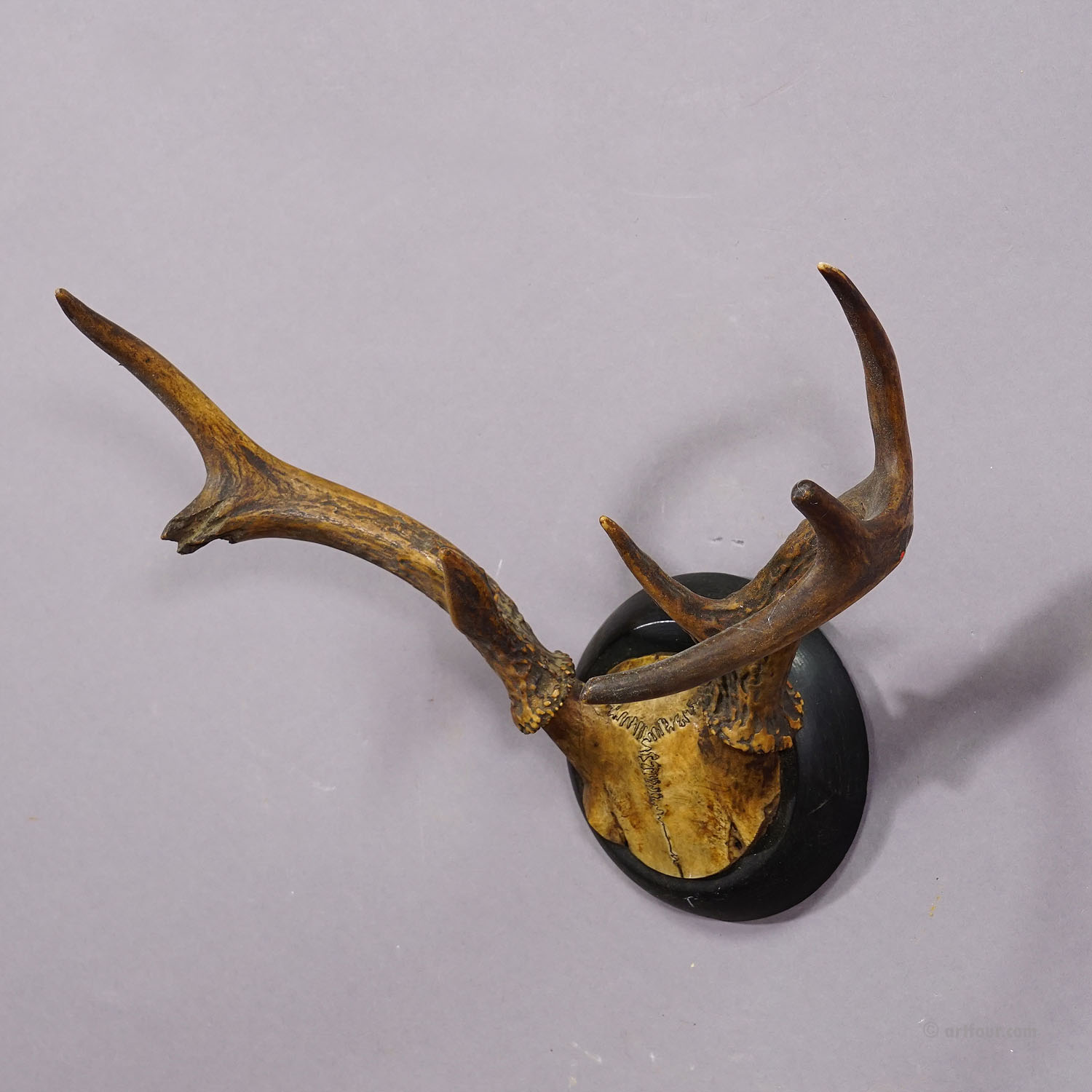 Abnorm White Tailed Deer Trophy Mount on Wooden Plaque ca. 1900s