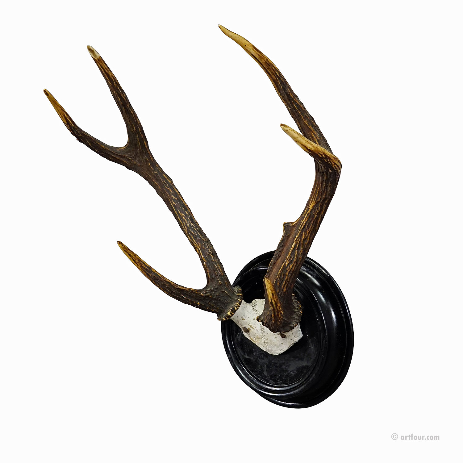 Black Forest Sika Deer Trophy on Wooden Plaque  - Germany ca. 1900s