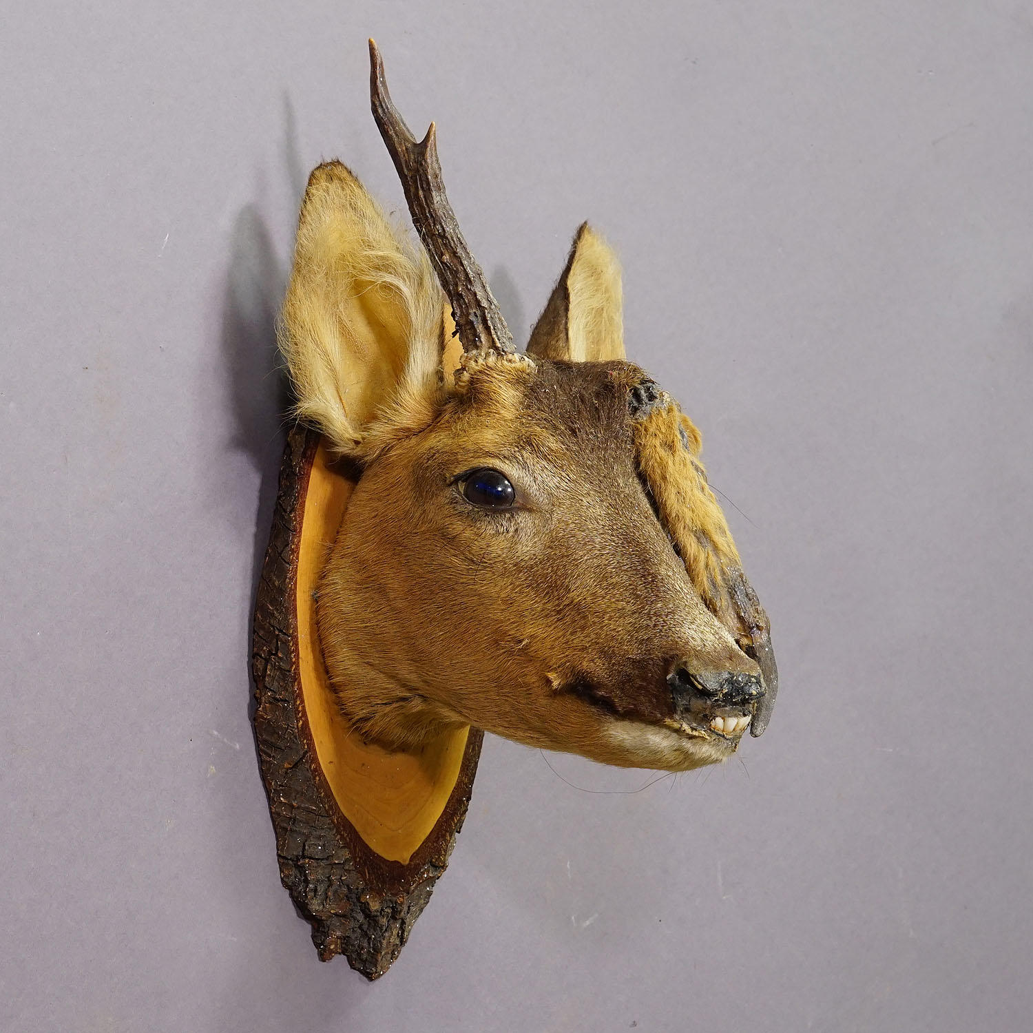Vintage Deer Head Taxidermy with Abnormous Antlers