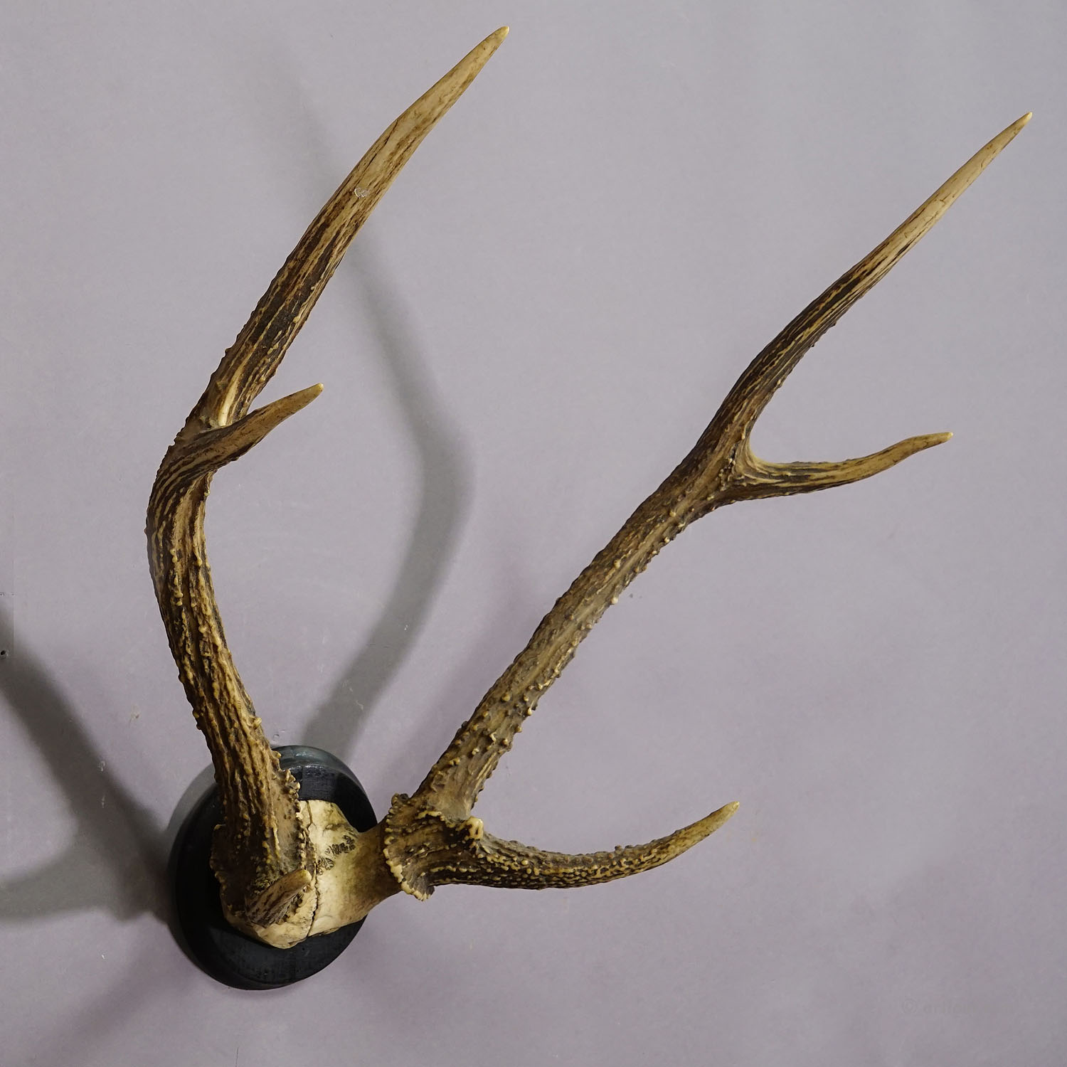 Black Forest 8 Pointer Deer Trophy on Wooden Plaque ca. 1900s