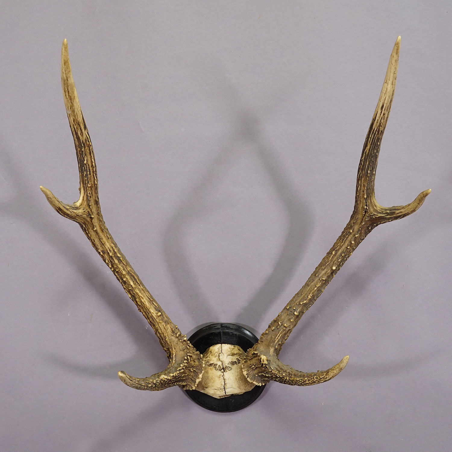 Black Forest 8 Pointer Syberian Deer Trophy on Wooden Plaque ca. 1900s