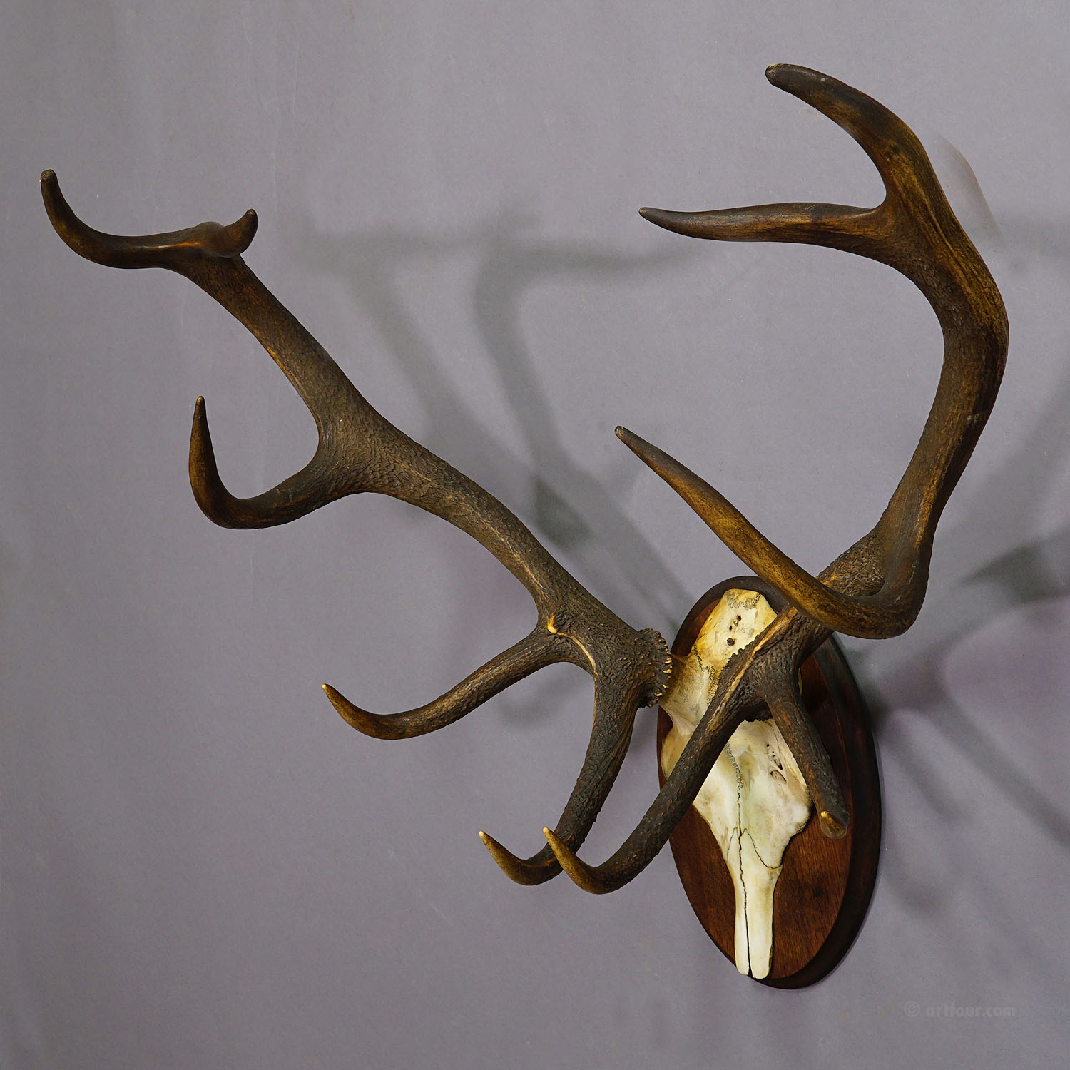 Black Forest 10 Pointer Deer Trophy on Wooden Plaque 1909