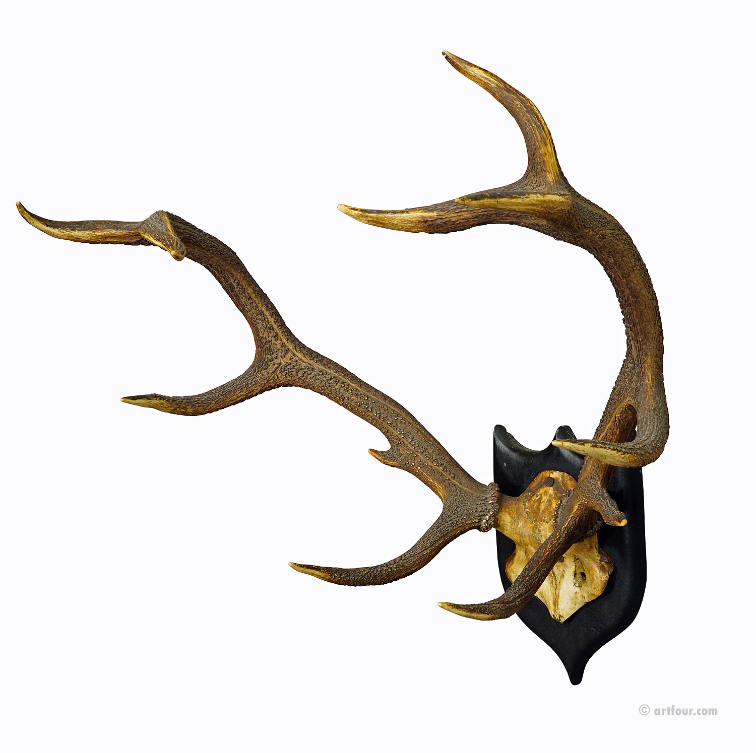Large Black Forest 12 Pointer Deer Trophy on Wooden Plaque