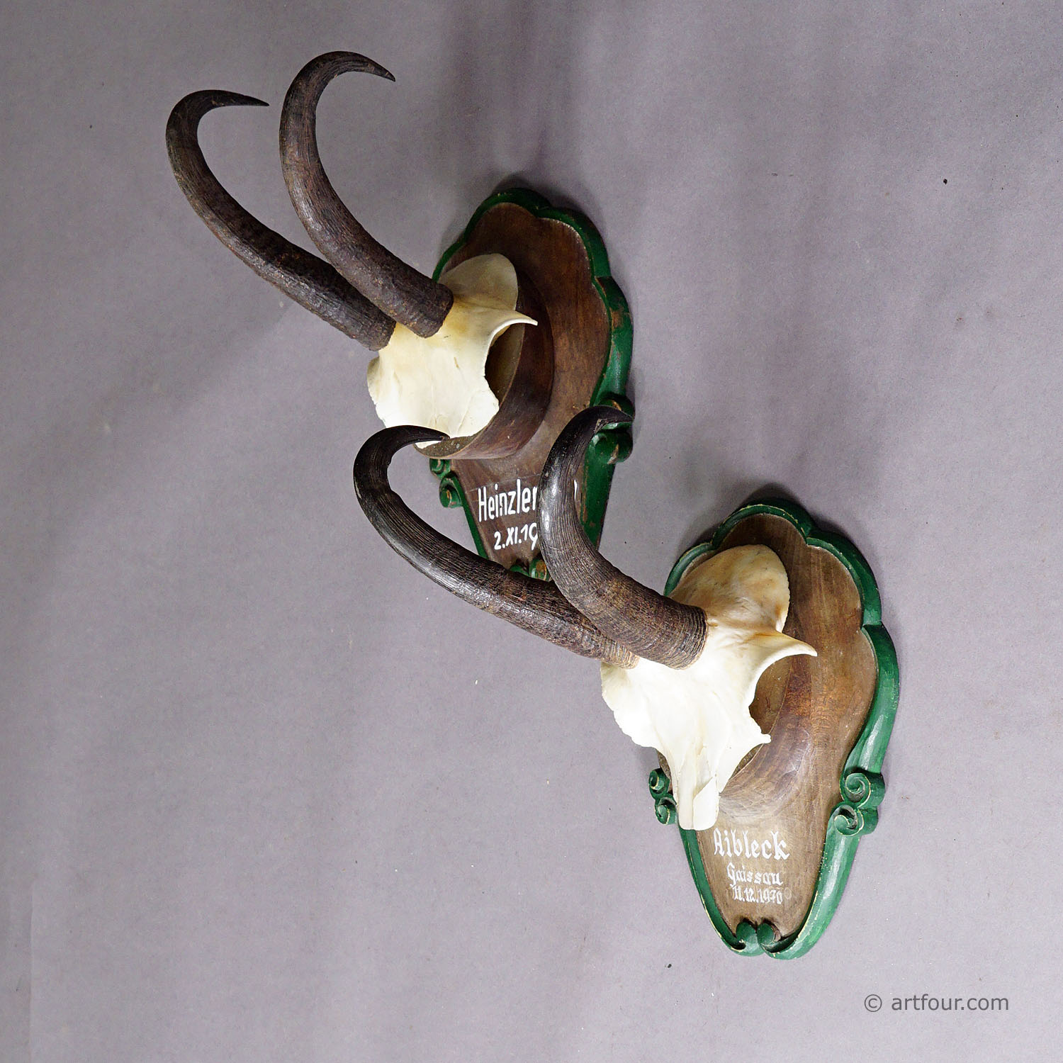 A Pair Chamois Trophies on Wooden Plaques Germany 1960s