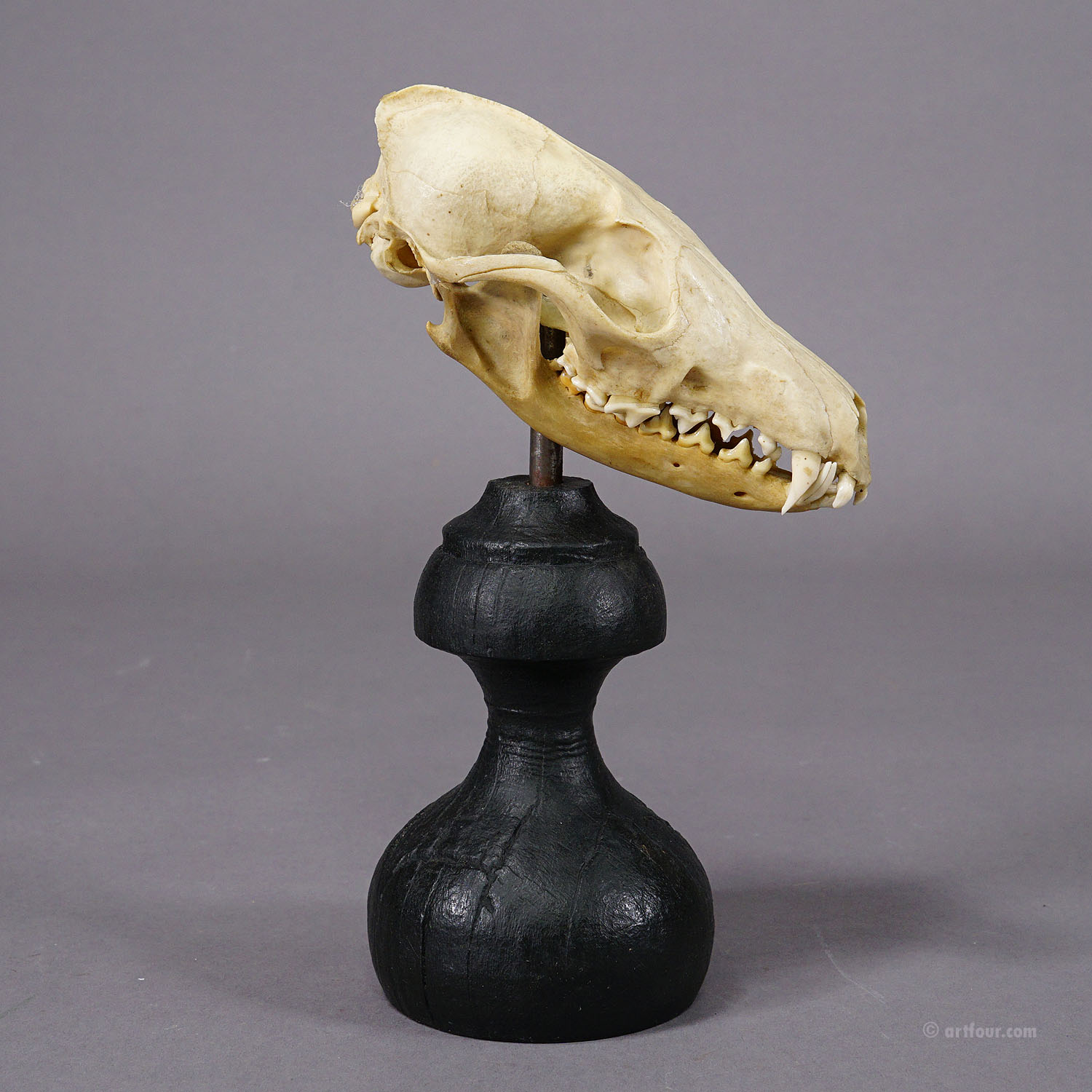 Antique Real Skull of a Fox, Germany ca. 1900s