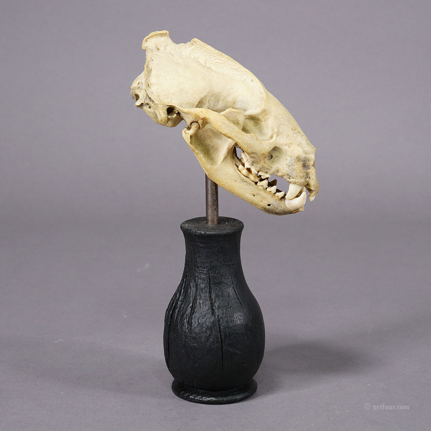 Antique Real Skull of a Badger, Germany ca. 1900s