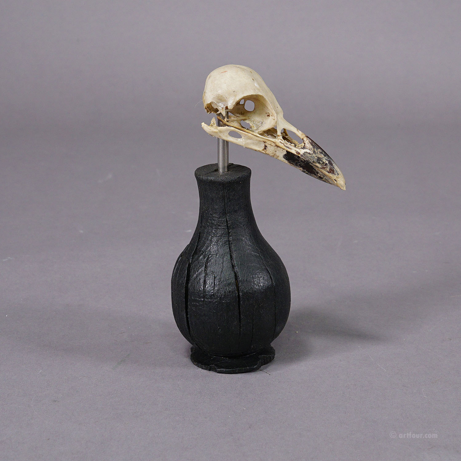 Antique Real Skull of a Crow or Magpie, Germany ca. 1900s