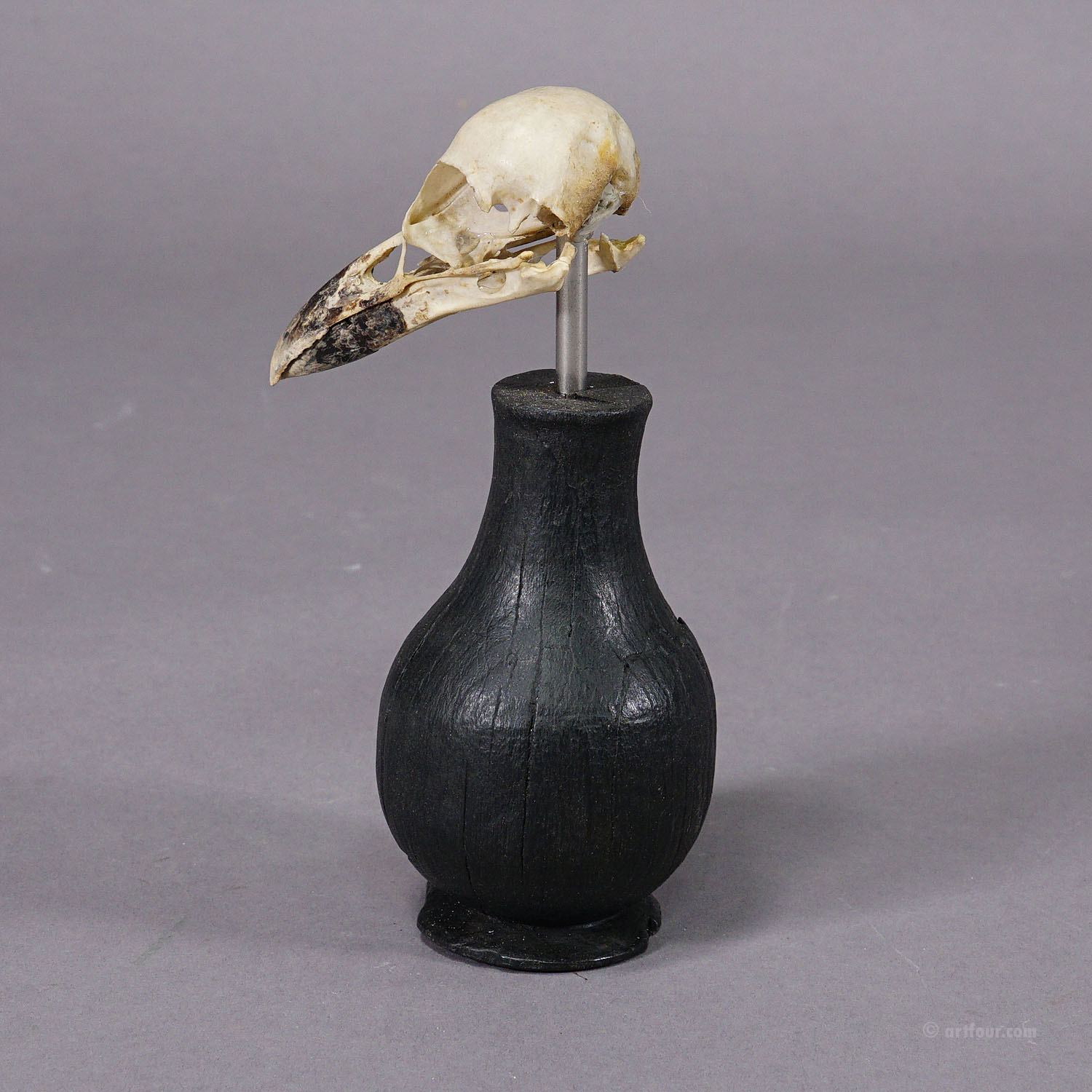 Antique Real Skull of a Crow or Magpie, Germany ca. 1900s
