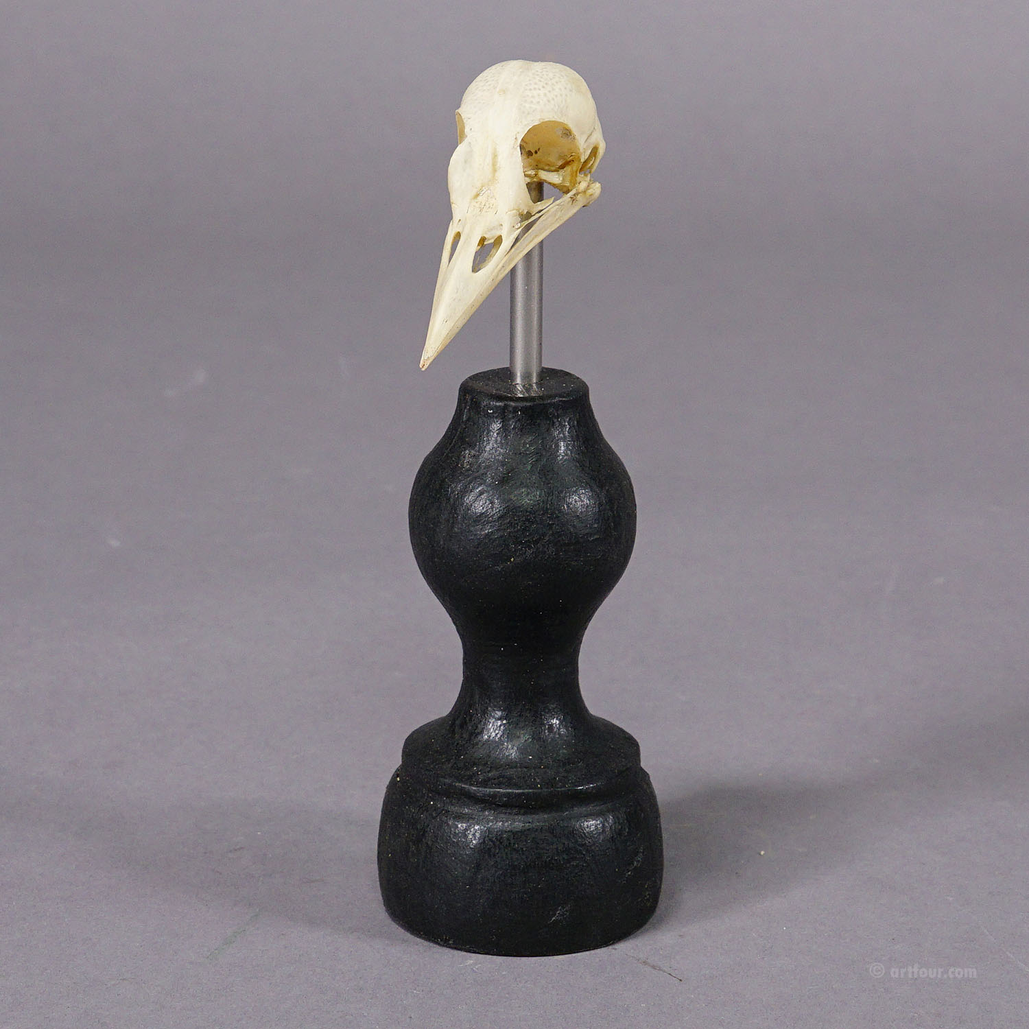 Antique Real Skull of a Raven Bird, Germany ca. 1900s