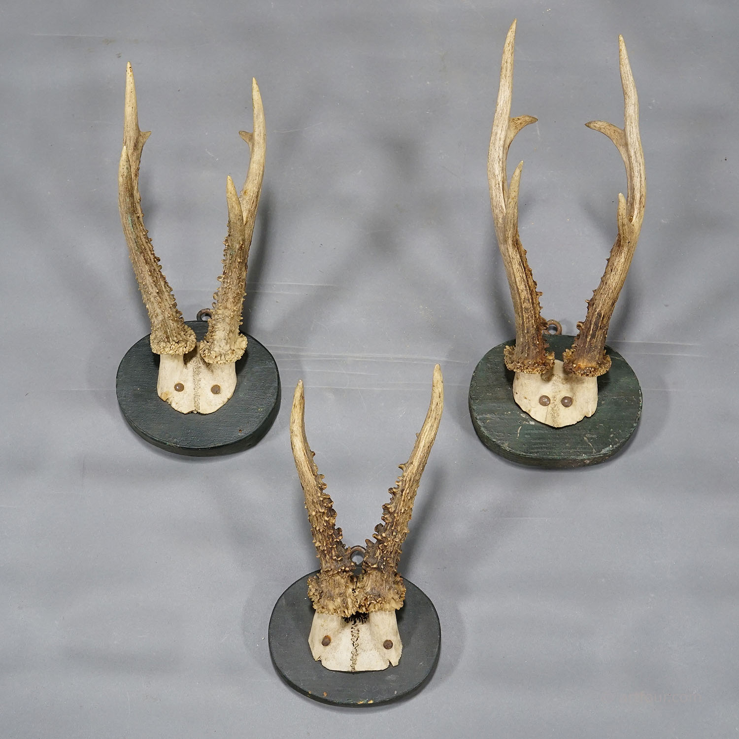 Six Antique Black Forest Deer Trophies on Wooden Plaques Germany 1880s