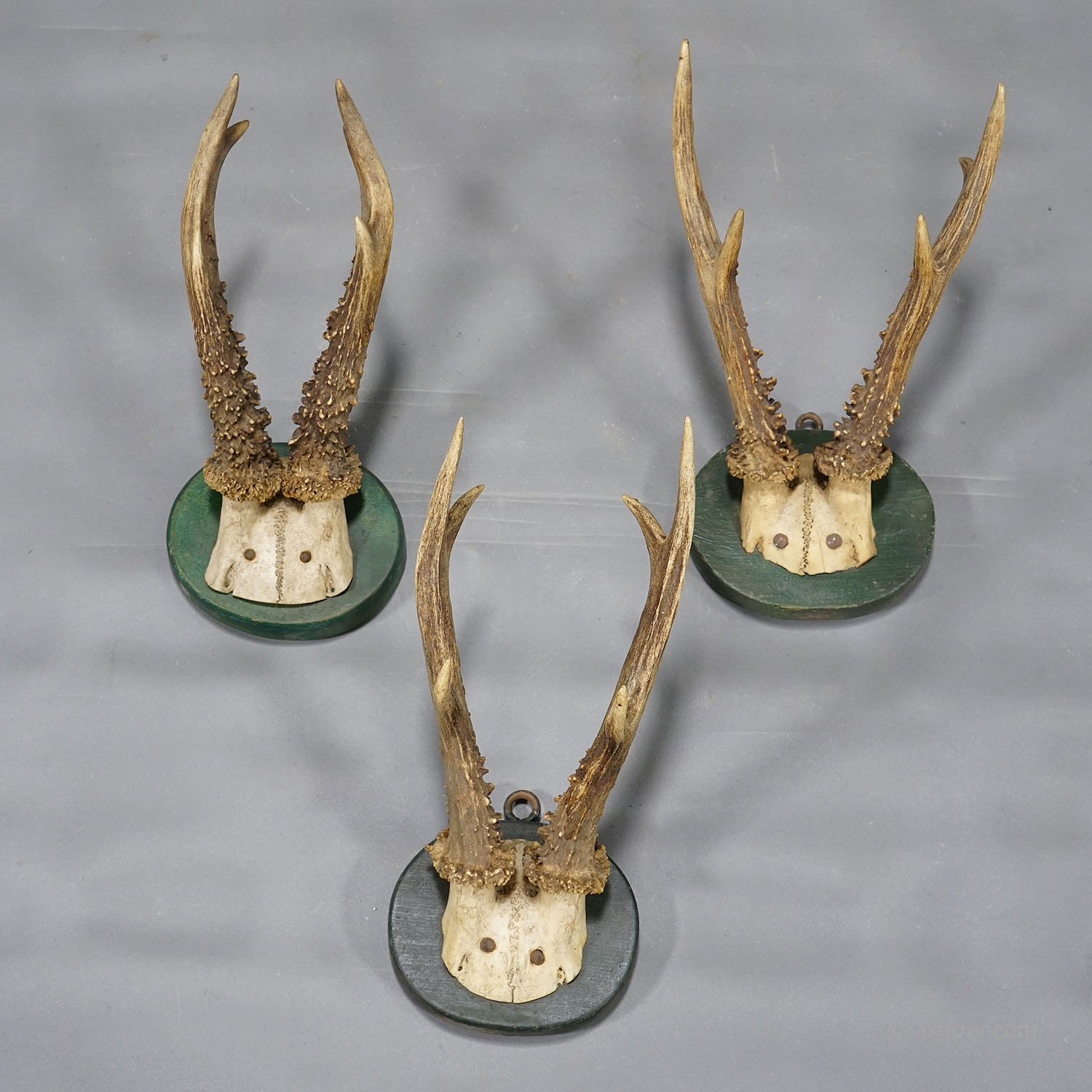 Six Antique Black Forest Deer Trophies on Wooden Plaques Germany 1880s