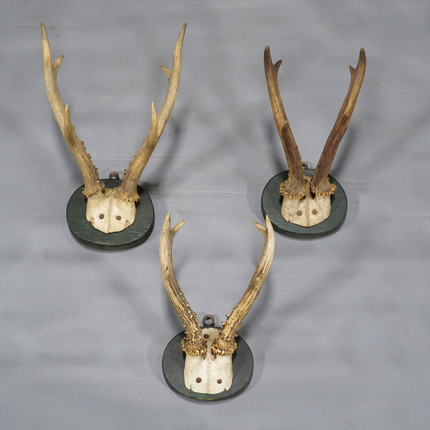 A Set of Six Antique Black Forest Deer Trophies on Wooden Plaques 1880s