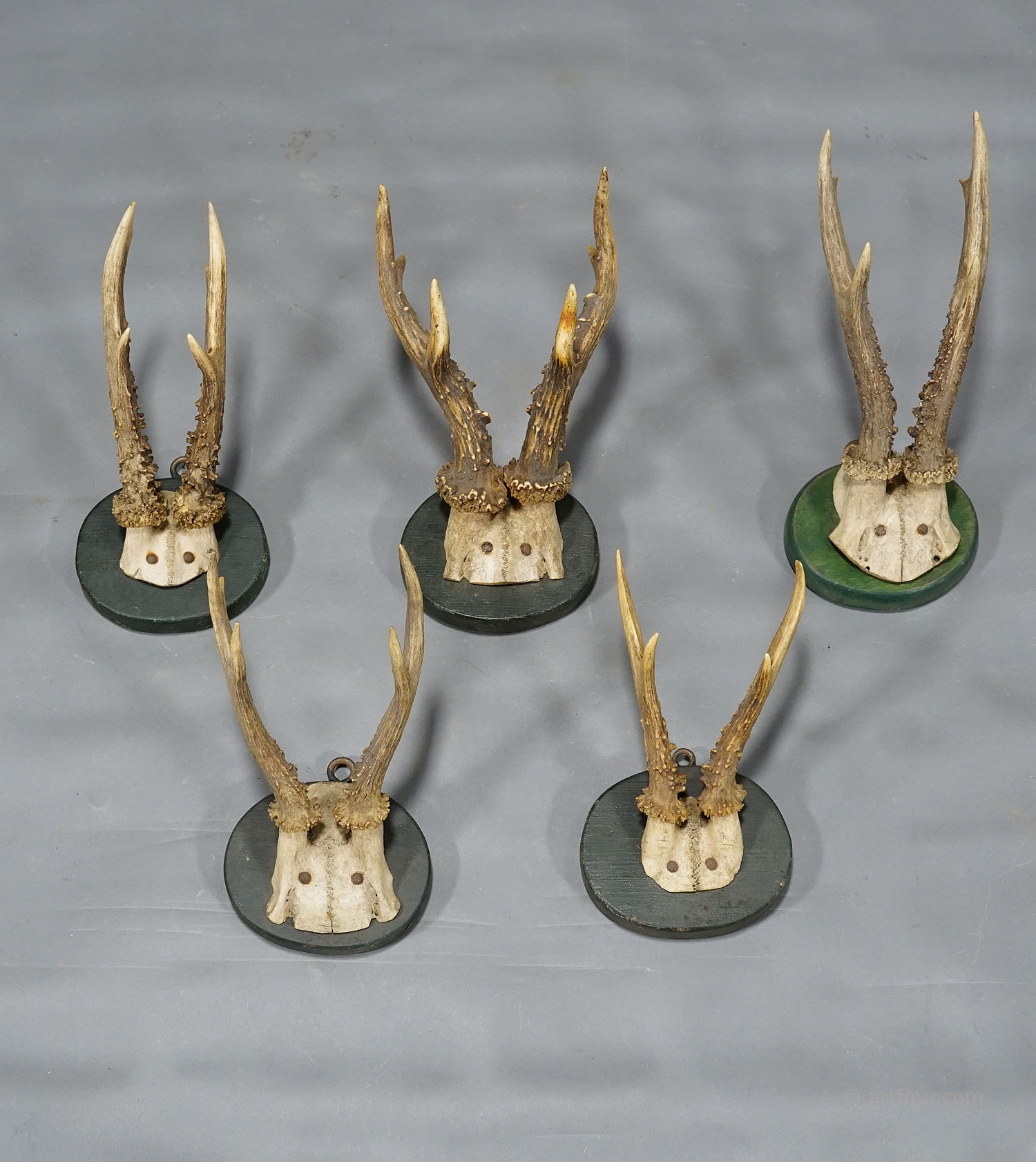 A Set of Five Antique Black Forest Deer Trophies on Wooden Plaques 1880s