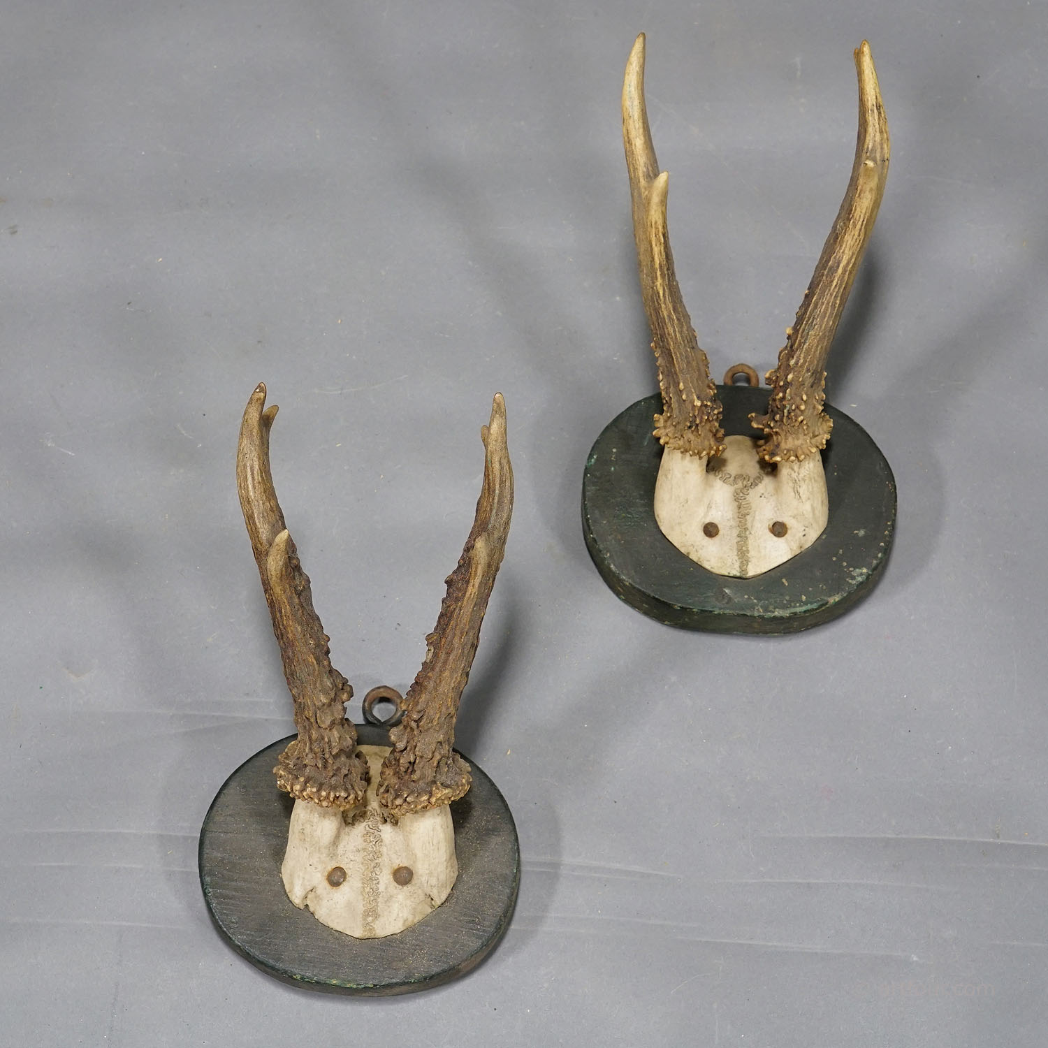 Five Antique Black Forest Deer Trophies on Wooden Plaques 1880s