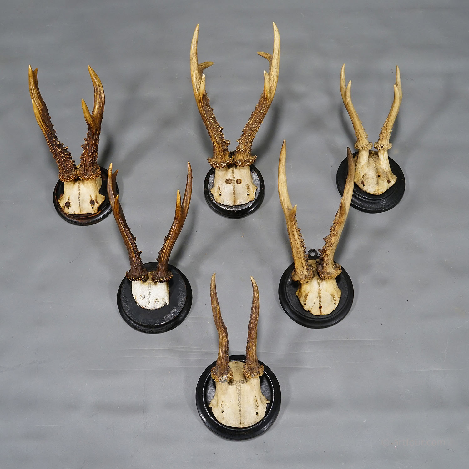 Six Roe Deer Trophies on Turned Plaques Germany ca. 1900s