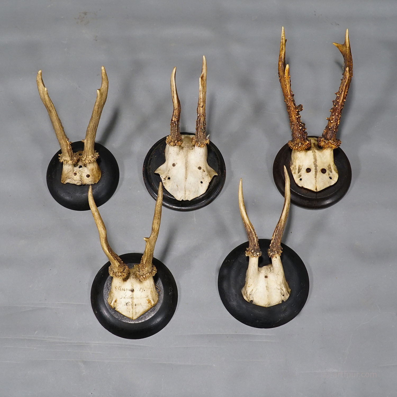 Set of Ten  Roe Deer Trophies on Turned Plaques Germany ca. 1900s