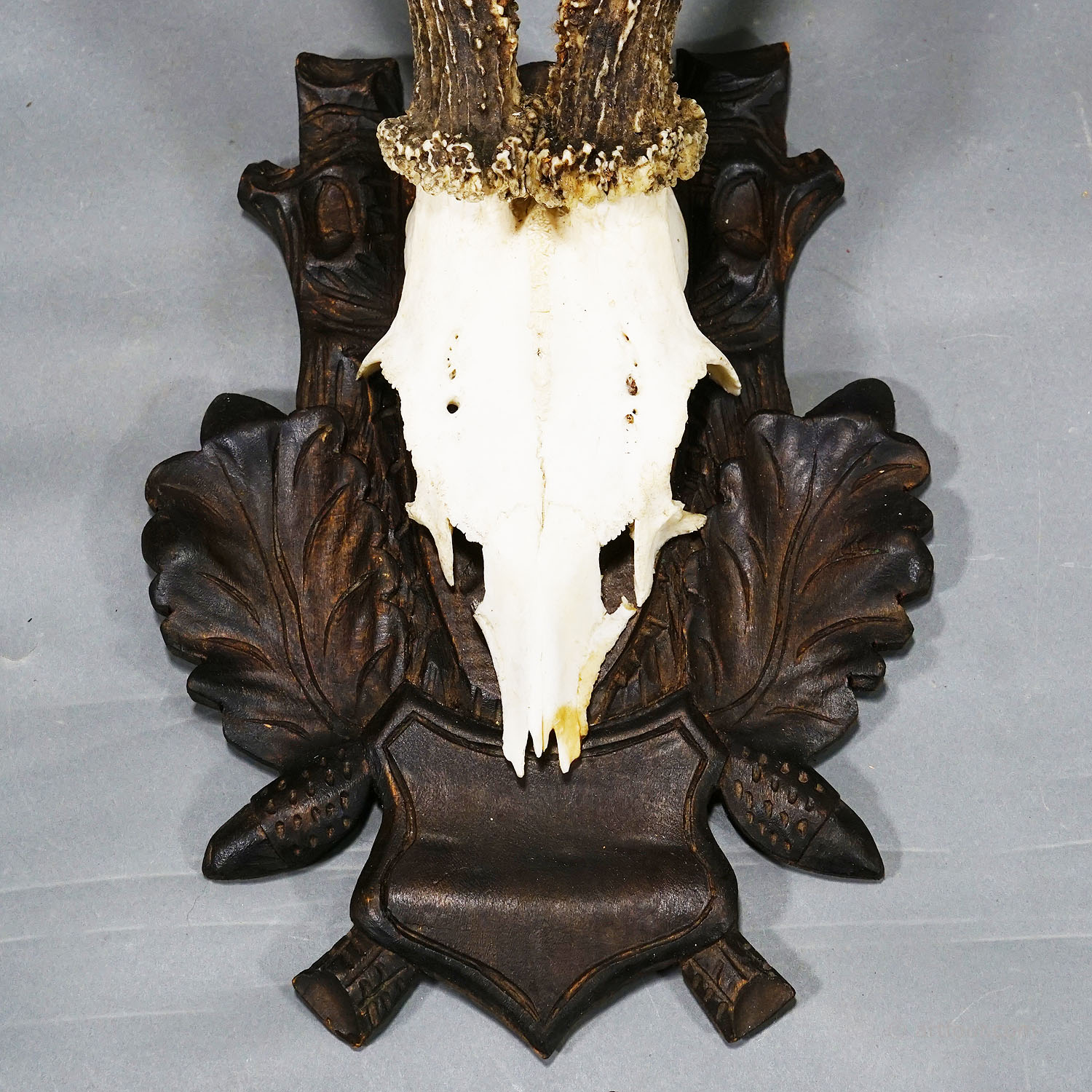 Large Black Forest Roe Deer Trophy on Carved Plaque 1970s