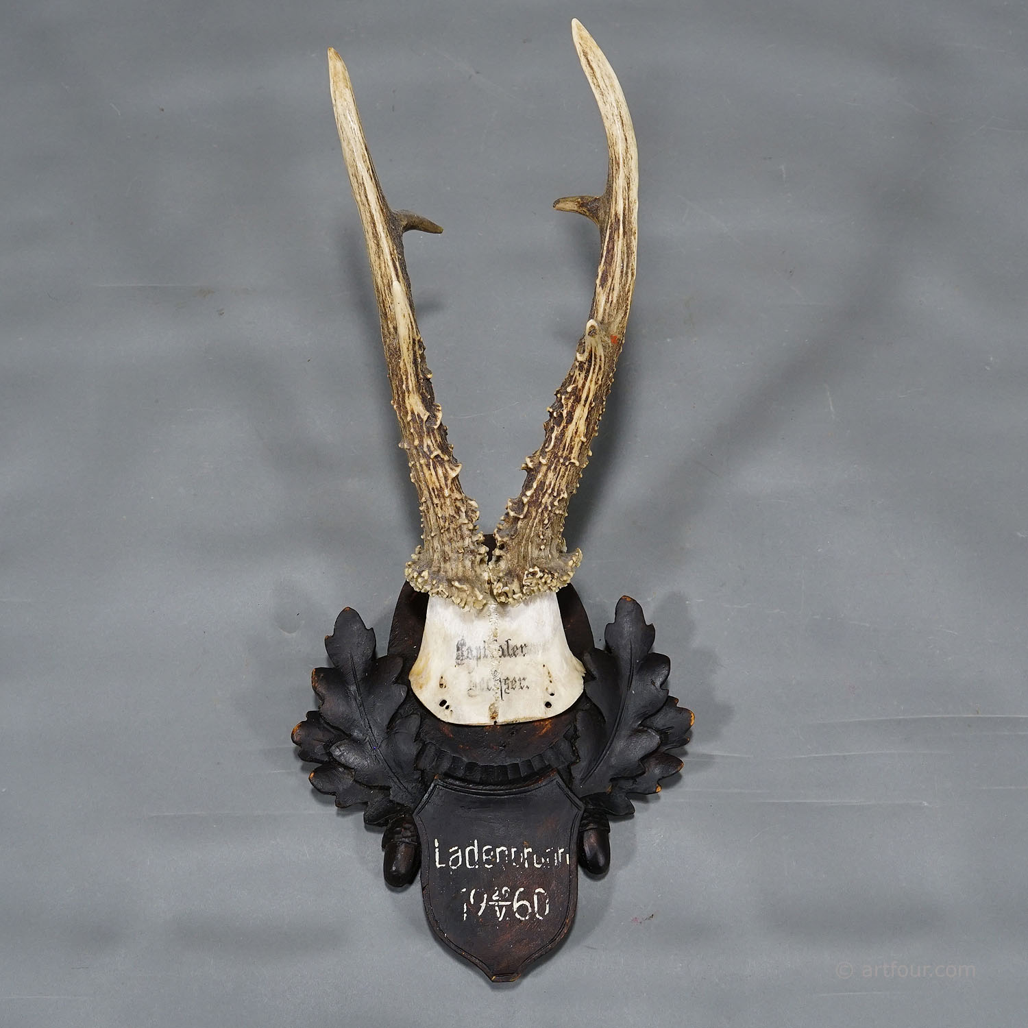 Large Black Forest Roe Deer Trophy on Carved Plaque 1960