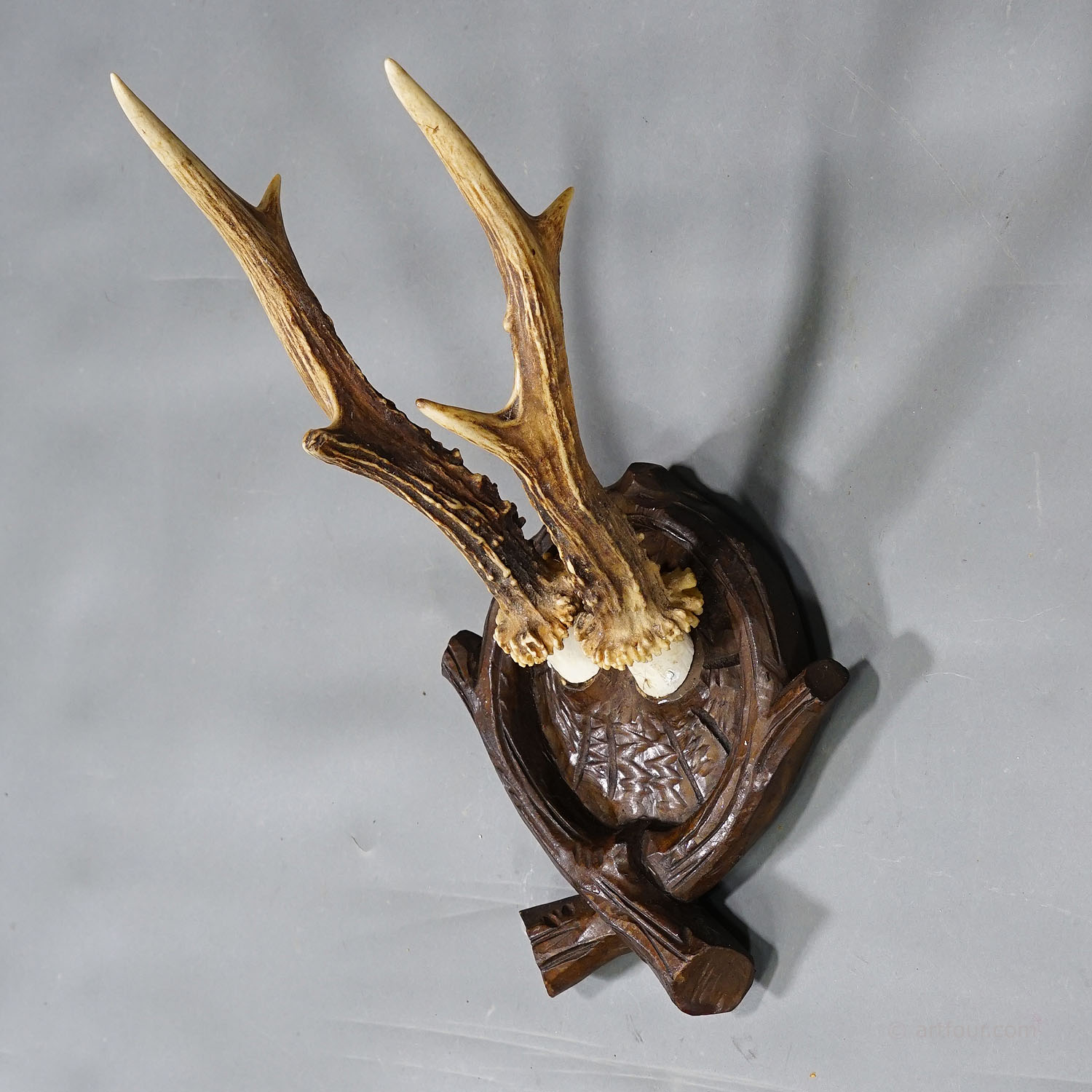 Antique Black Forest Roe Deer Trophy on Carved Plaque