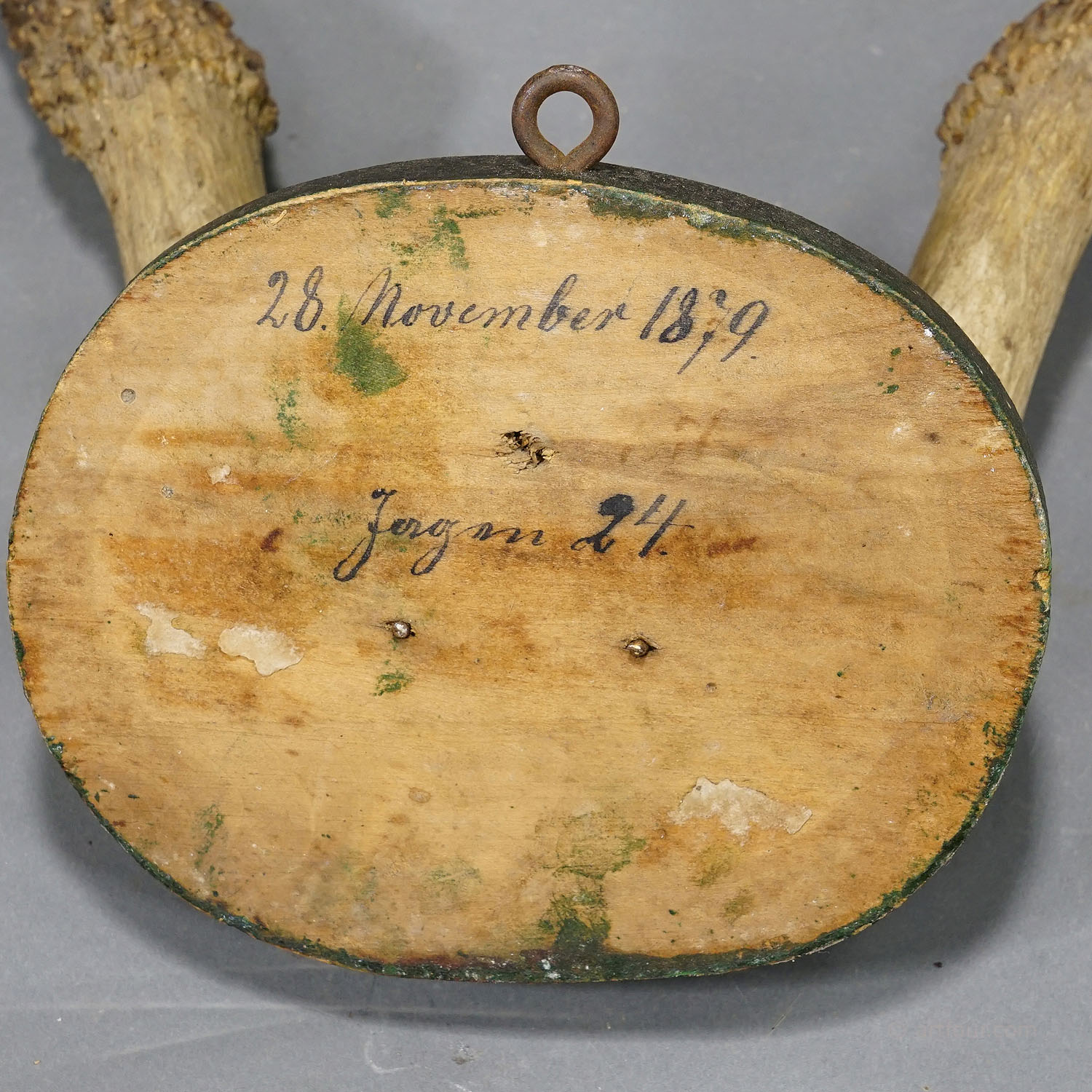 Antique Black Forest Deer Trophy on Wooden Plaque 1879