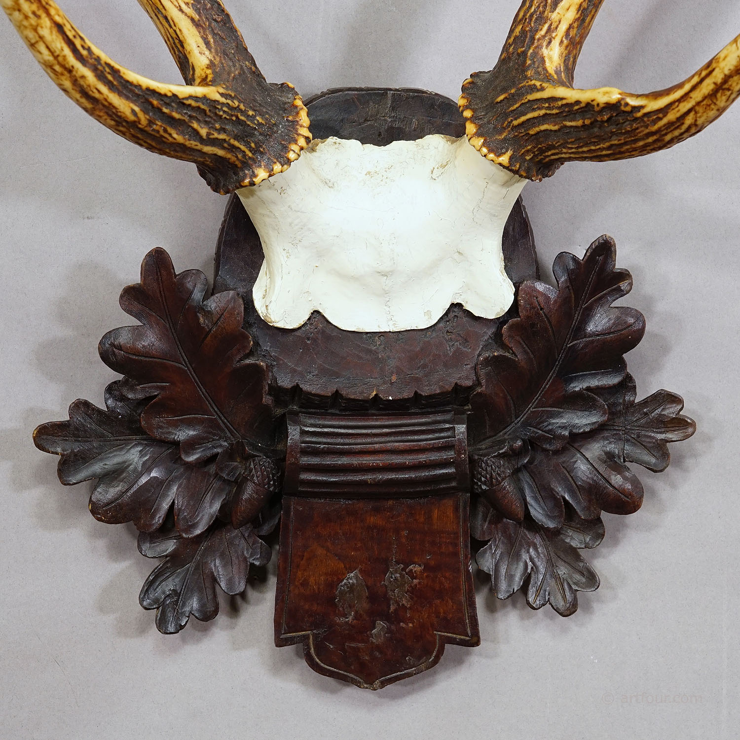 Black Forest Siberian Deer Trophy on Carved Wooden Plaque 1900s