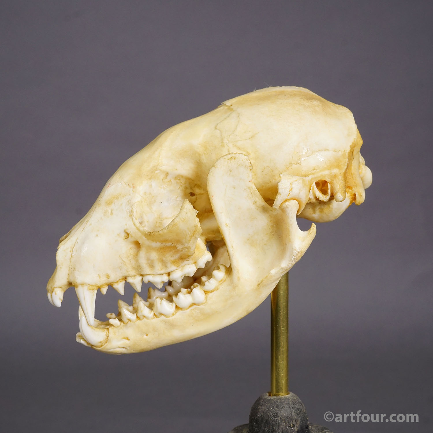 Antique Real Skull of a Badger, Germany ca. 1900s