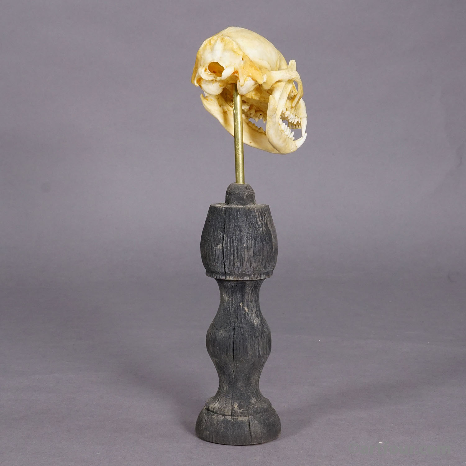 Antique Real Skull of a Badger, Germany ca. 1900s