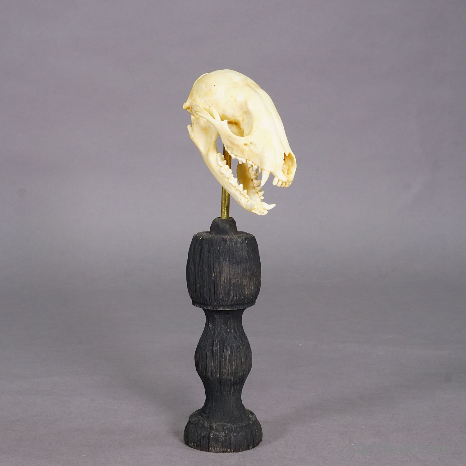 Antique Real Skull of a Badger, Germany ca. 1900s