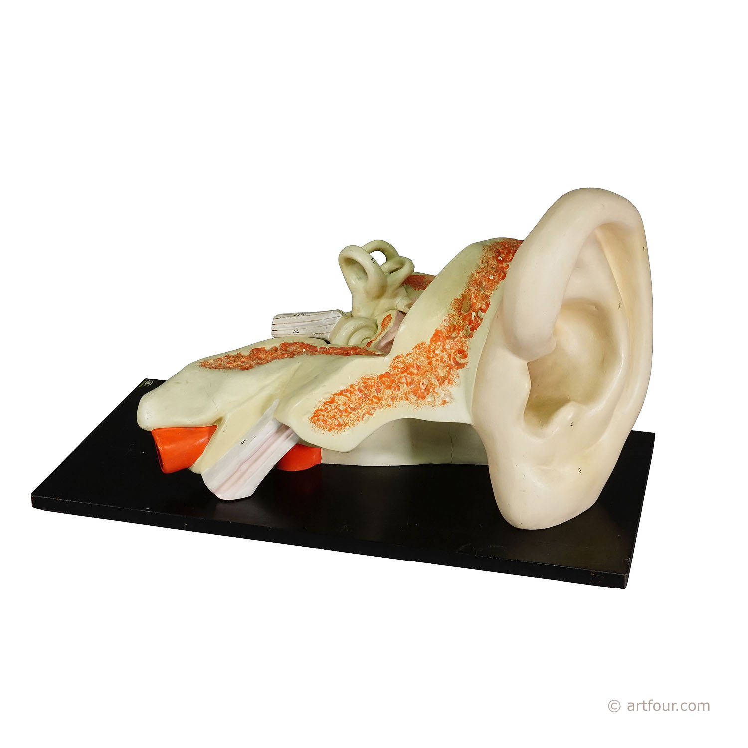 Vintage Teaching Aid Modell of an Ear - PHYWE ca. 1930