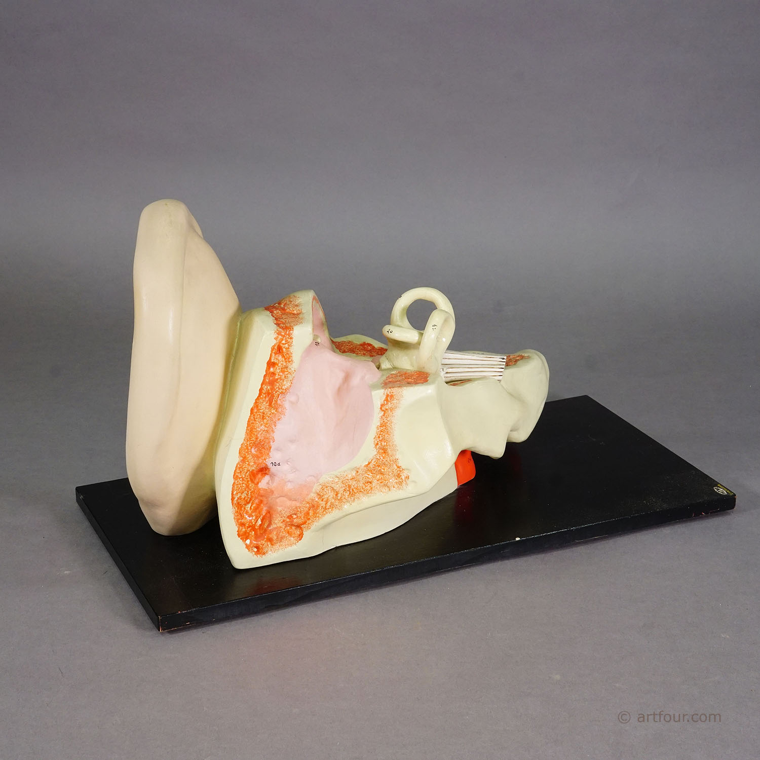 Vintage Teaching Aid Modell of an Ear - PHYWE ca. 1930