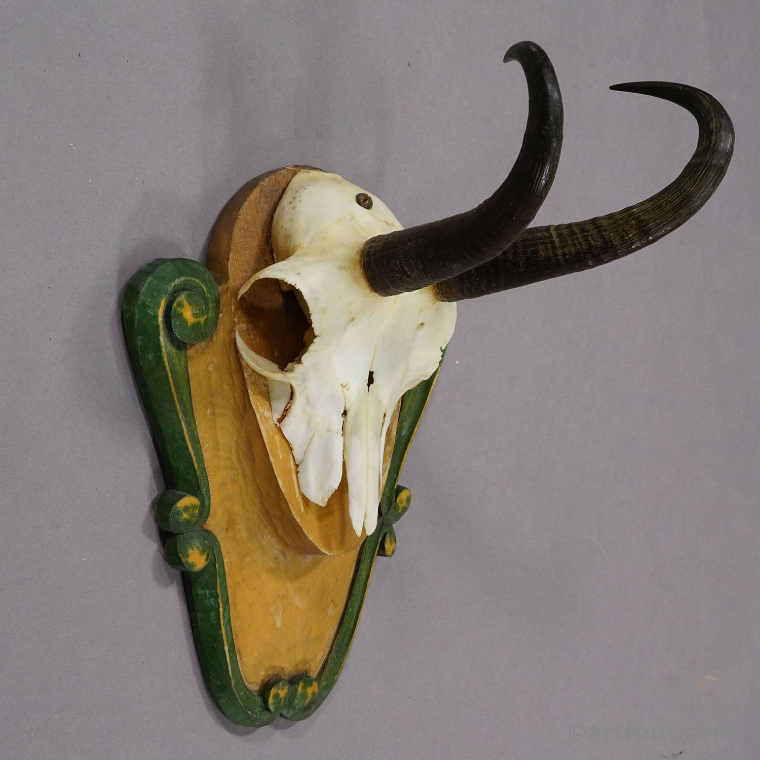 Vintage Black Forest Chamois Trophy on Carved Plaque ca. 1950