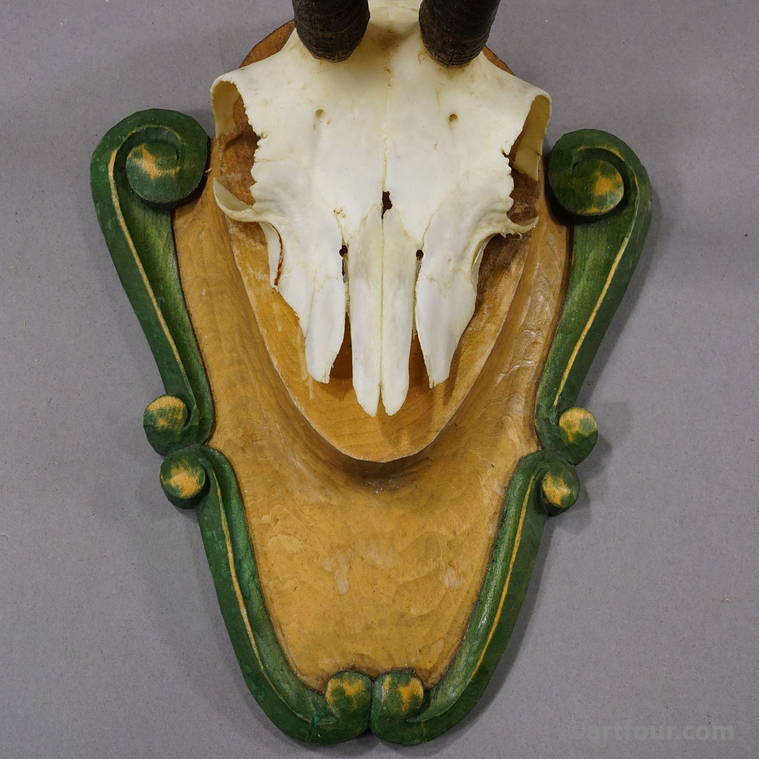 Vintage Black Forest Chamois Trophy on Carved Plaque ca. 1950