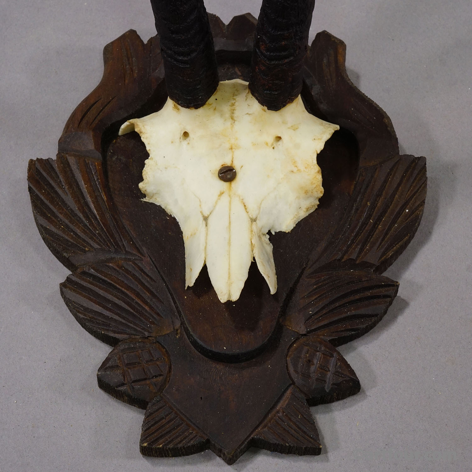 Set of Three Vintage Chamois Trophies on Carved Plaques, Germany