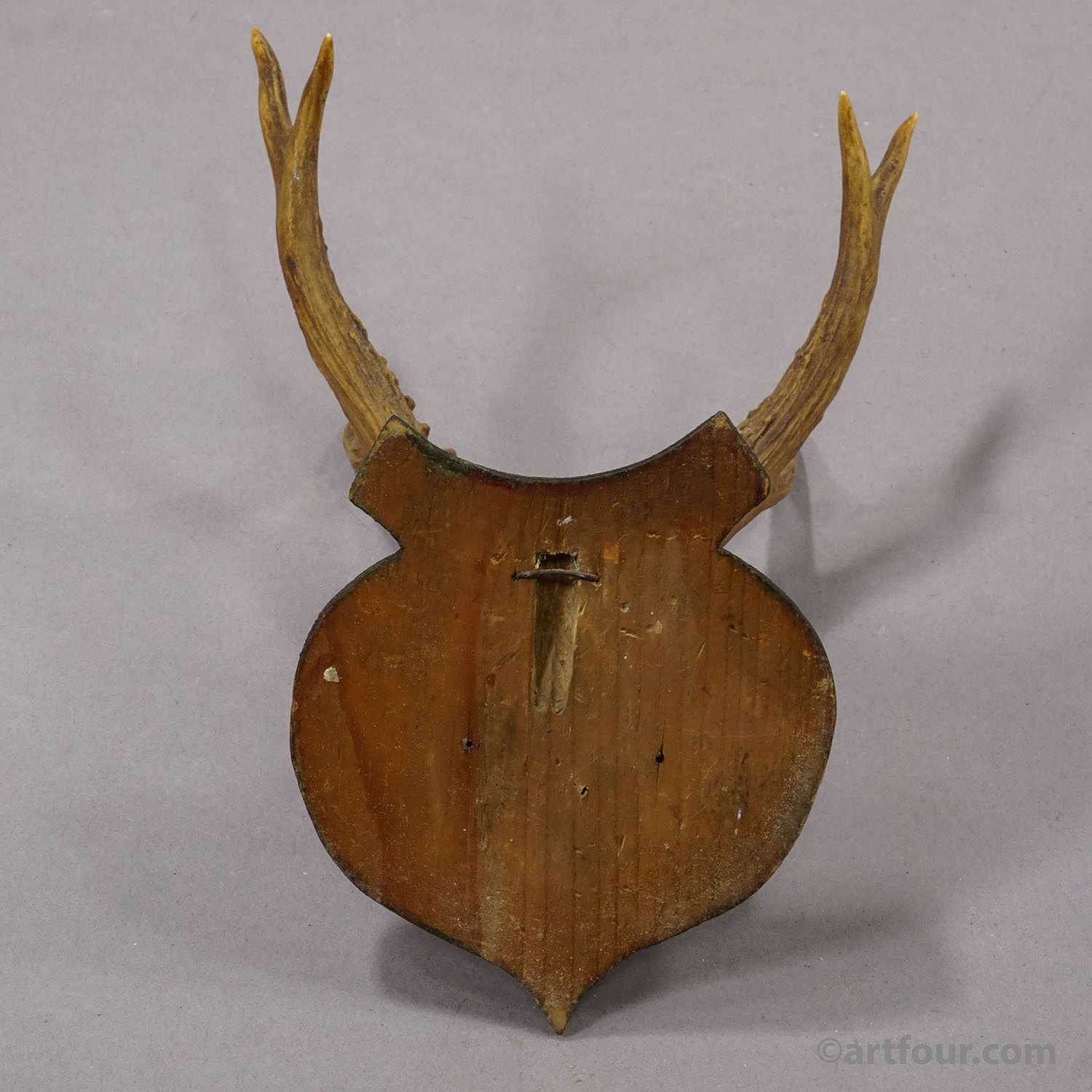 Lovely Antique Roe Deer Trophy on Wooden Plaque, Germany ca.1930s