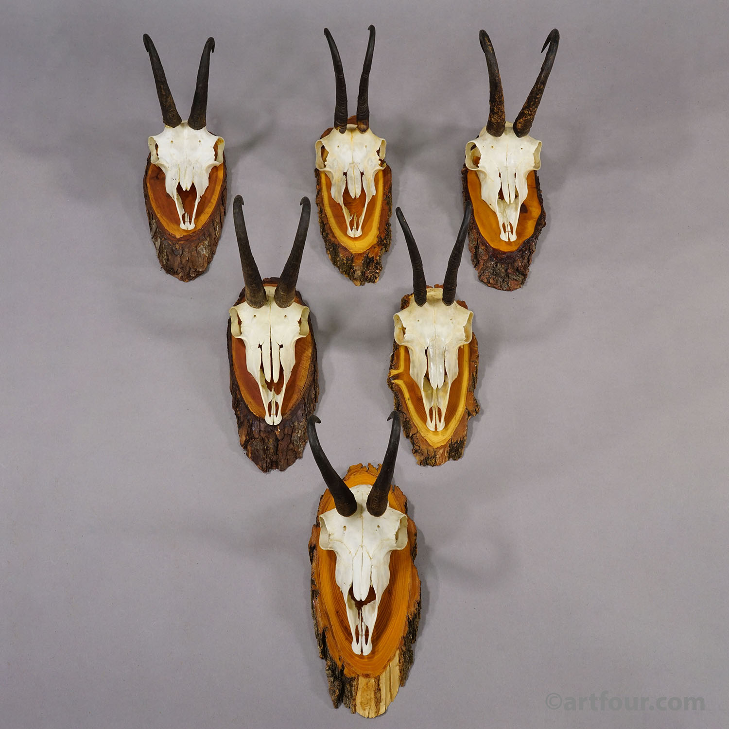Vintage Set of Six Chamois Trophies on Wooden Plaques, Germany ca. 1950s
