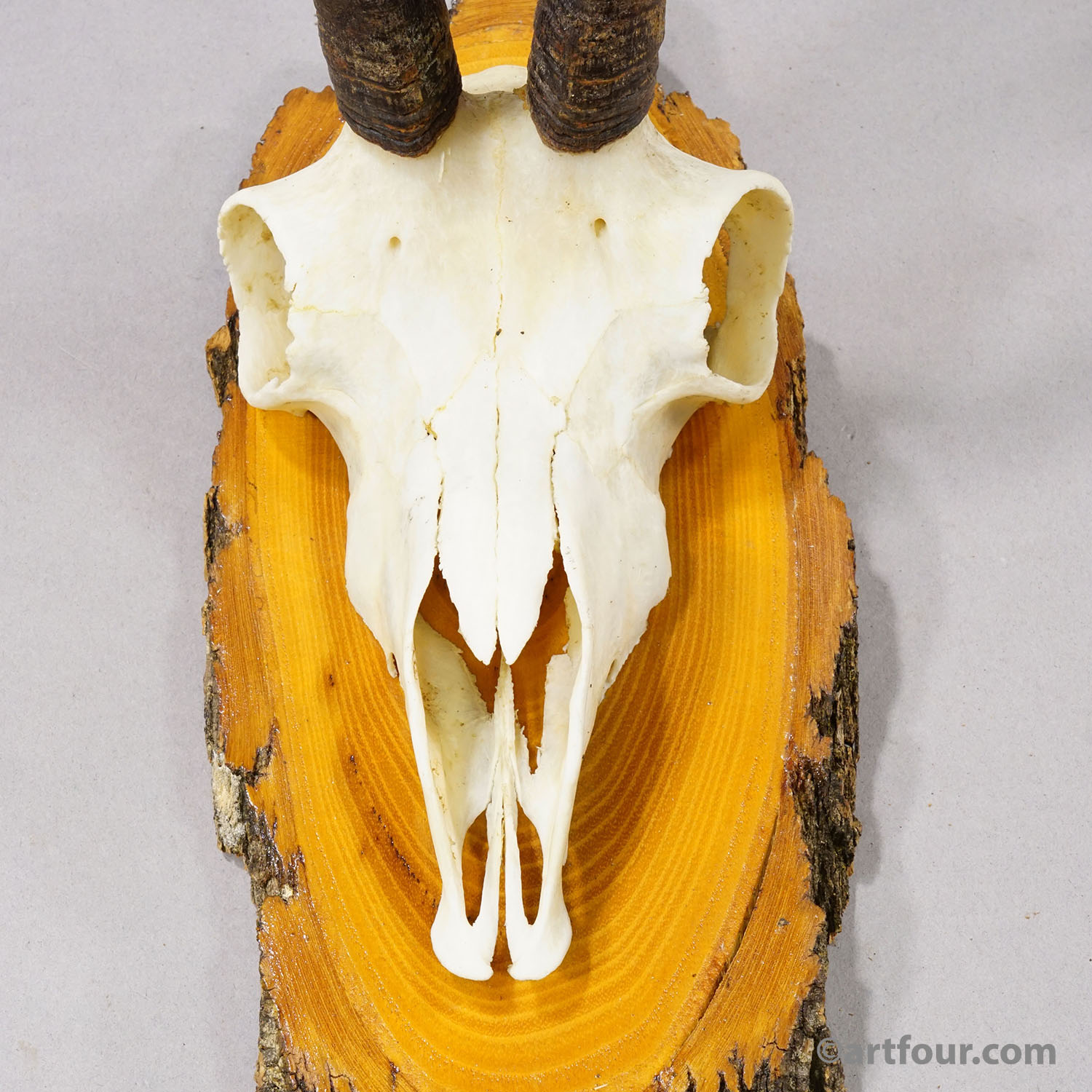 Vintage Set of Six Chamois Trophies on Wooden Plaques, Germany ca. 1950s