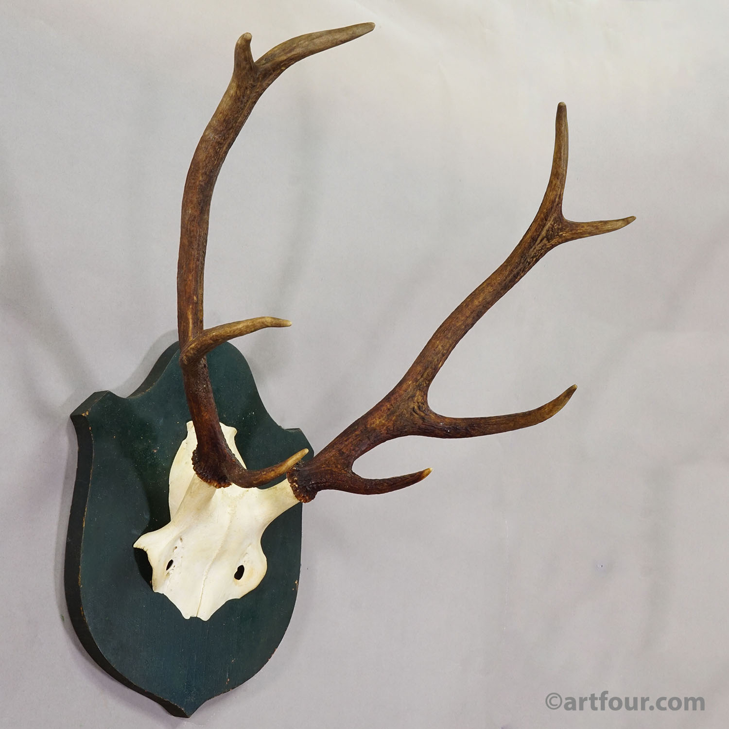 Large Black Forest 8 Pointer Red Deer Trophy on Wooden Plaque ca.1920
