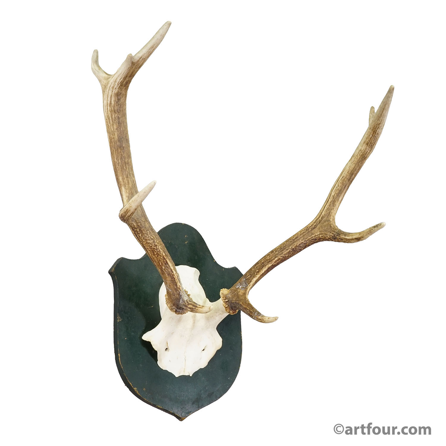 Large Black Forest Red Deer Trophy on Carved Plaque - Germany 1920