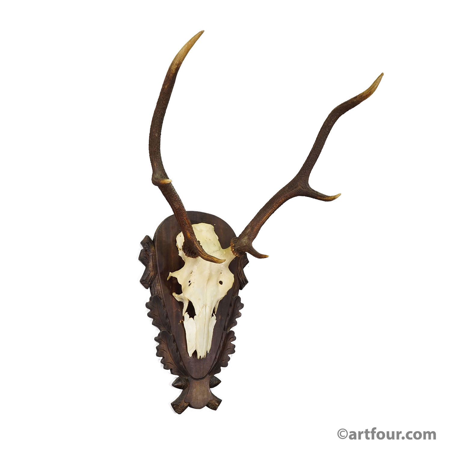 Large Black Forest Red Deer Trophy on Carved Plaque - Germany 1930