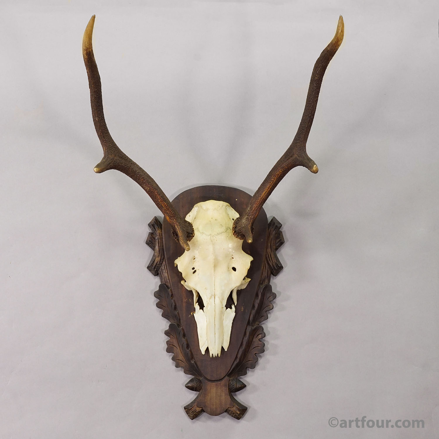 Large Black Forest Red Deer Trophy on Carved Plaque - Germany 1930