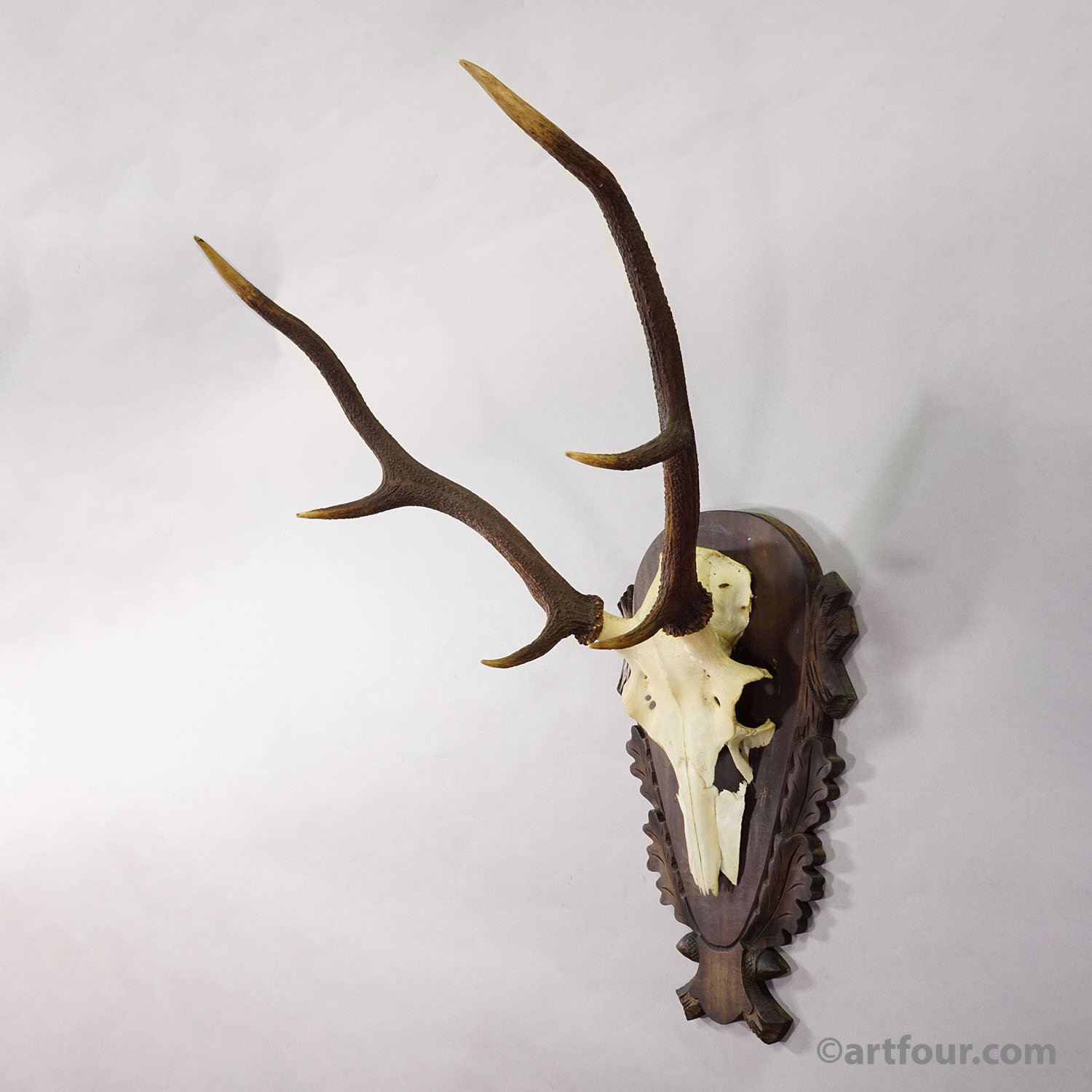 Large Black Forest Red Deer Trophy on Carved Plaque - Germany 1930