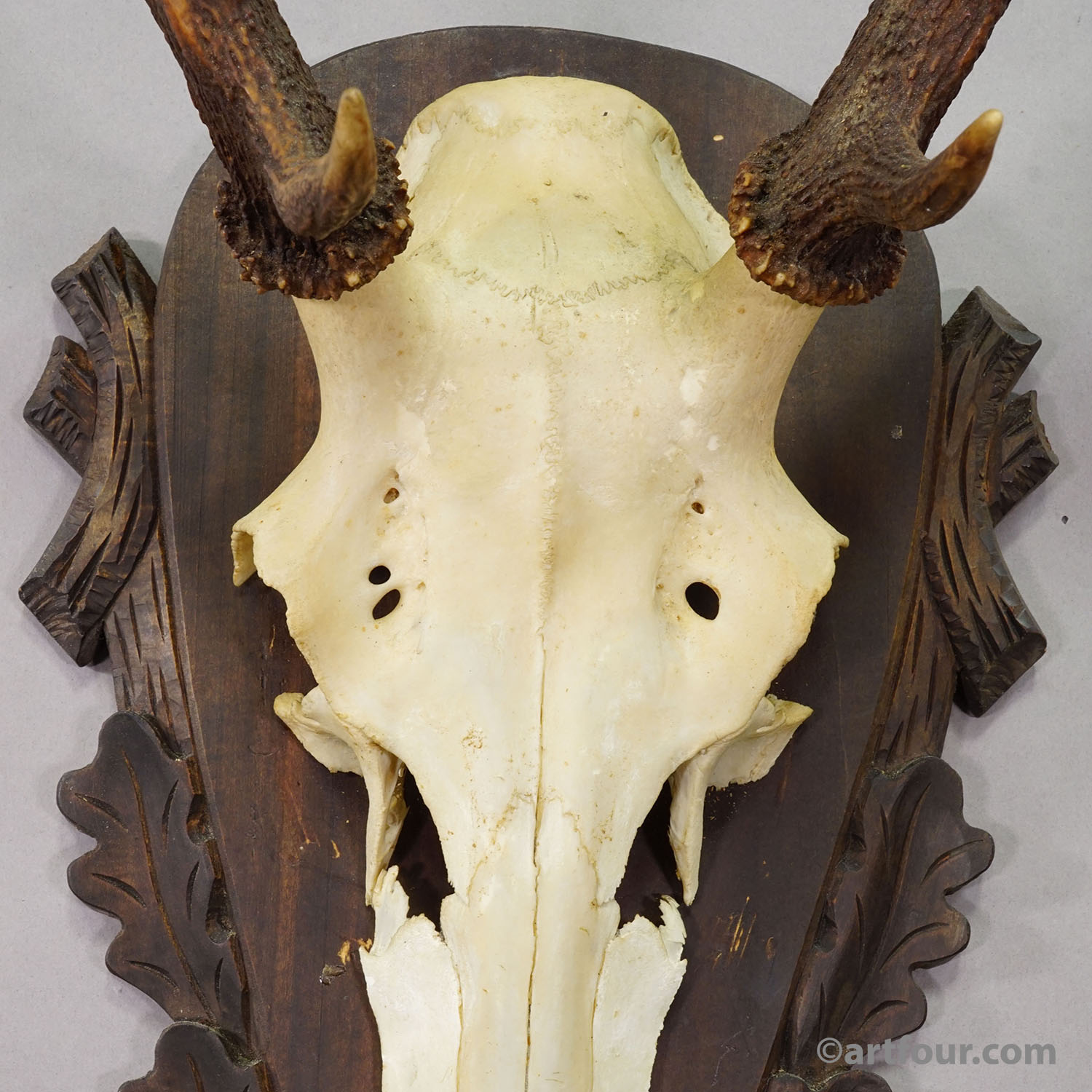 Large Black Forest Red Deer Trophy on Carved Plaque - Germany 1930